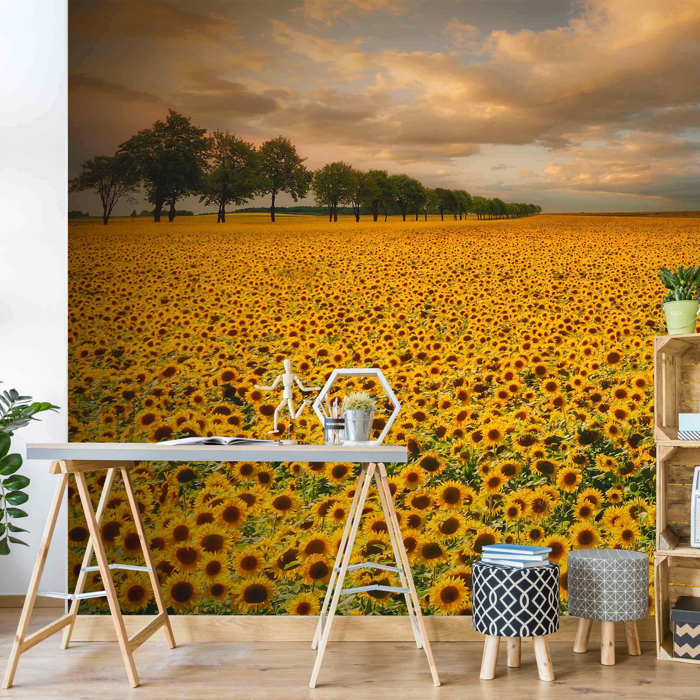 Fototapete Blumen Feld mit Sonnenblumen