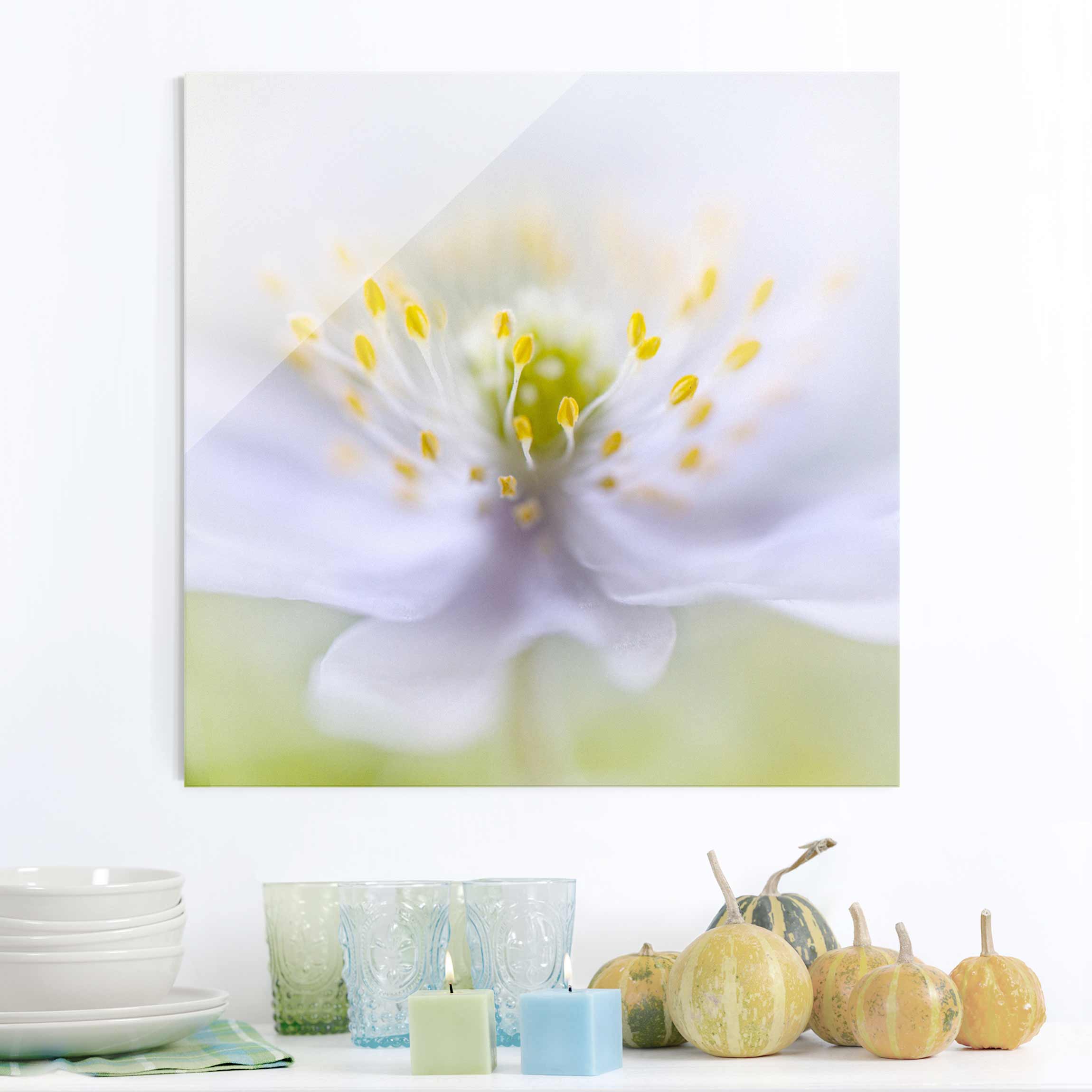 Glasbild Blumen Anemonen Schönheit