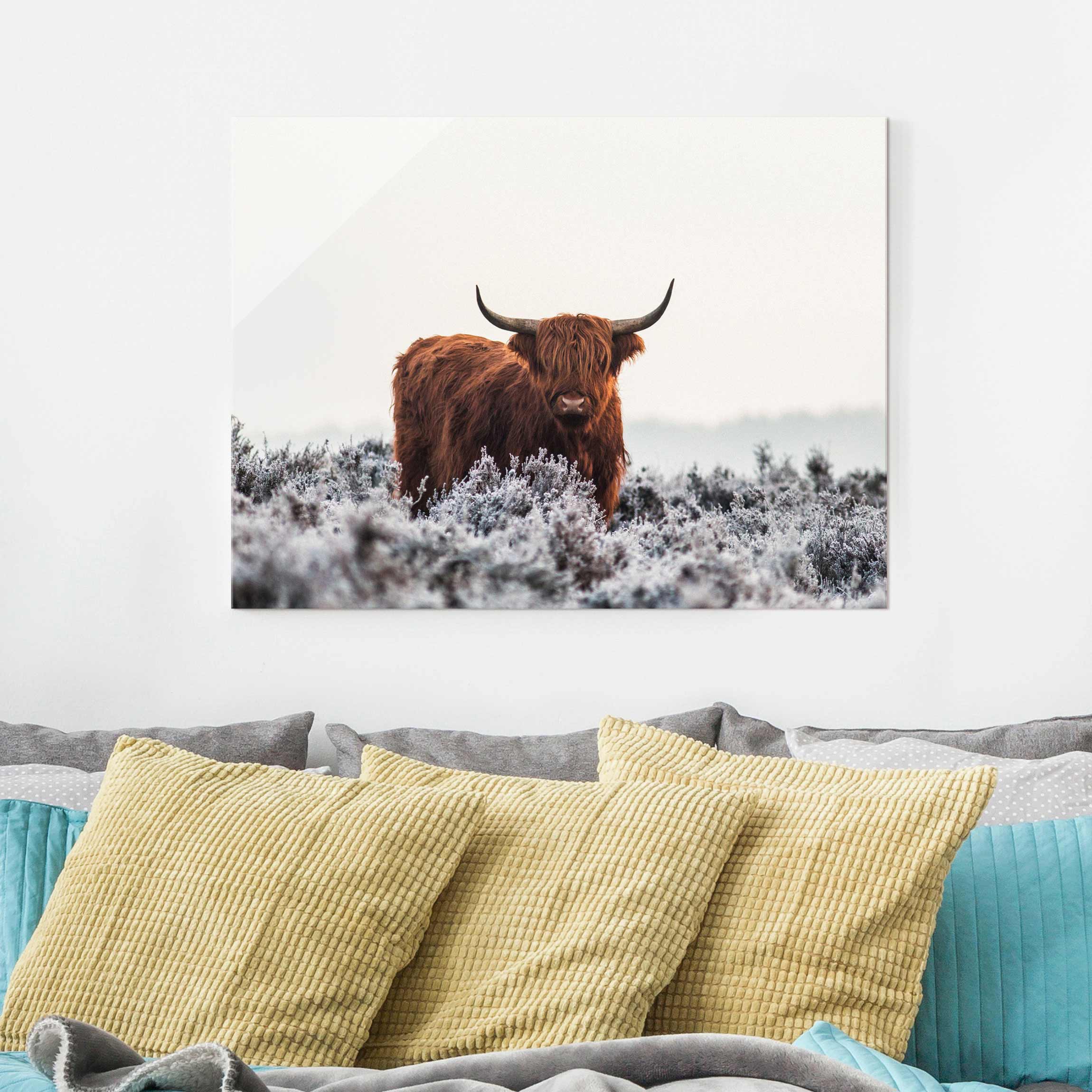 Glasbild Tiere Bison in den Highlands