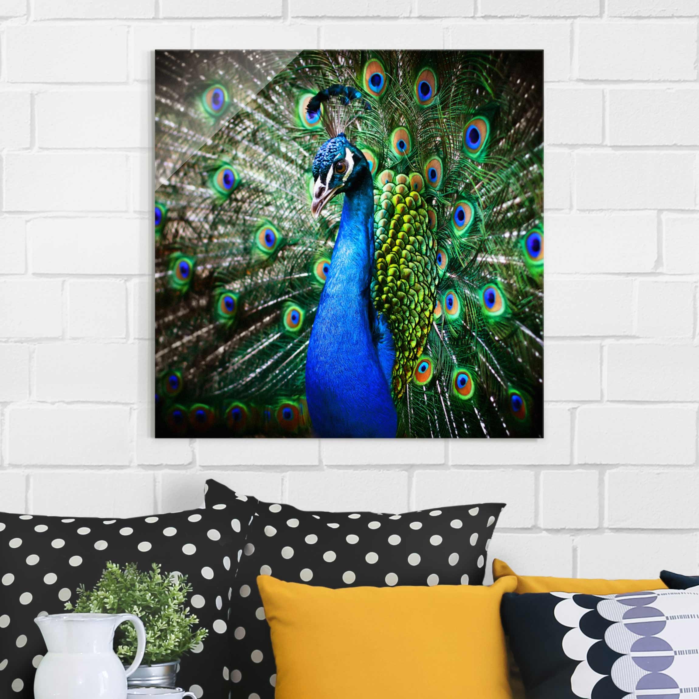 Glasbild Tiere Edler Pfau