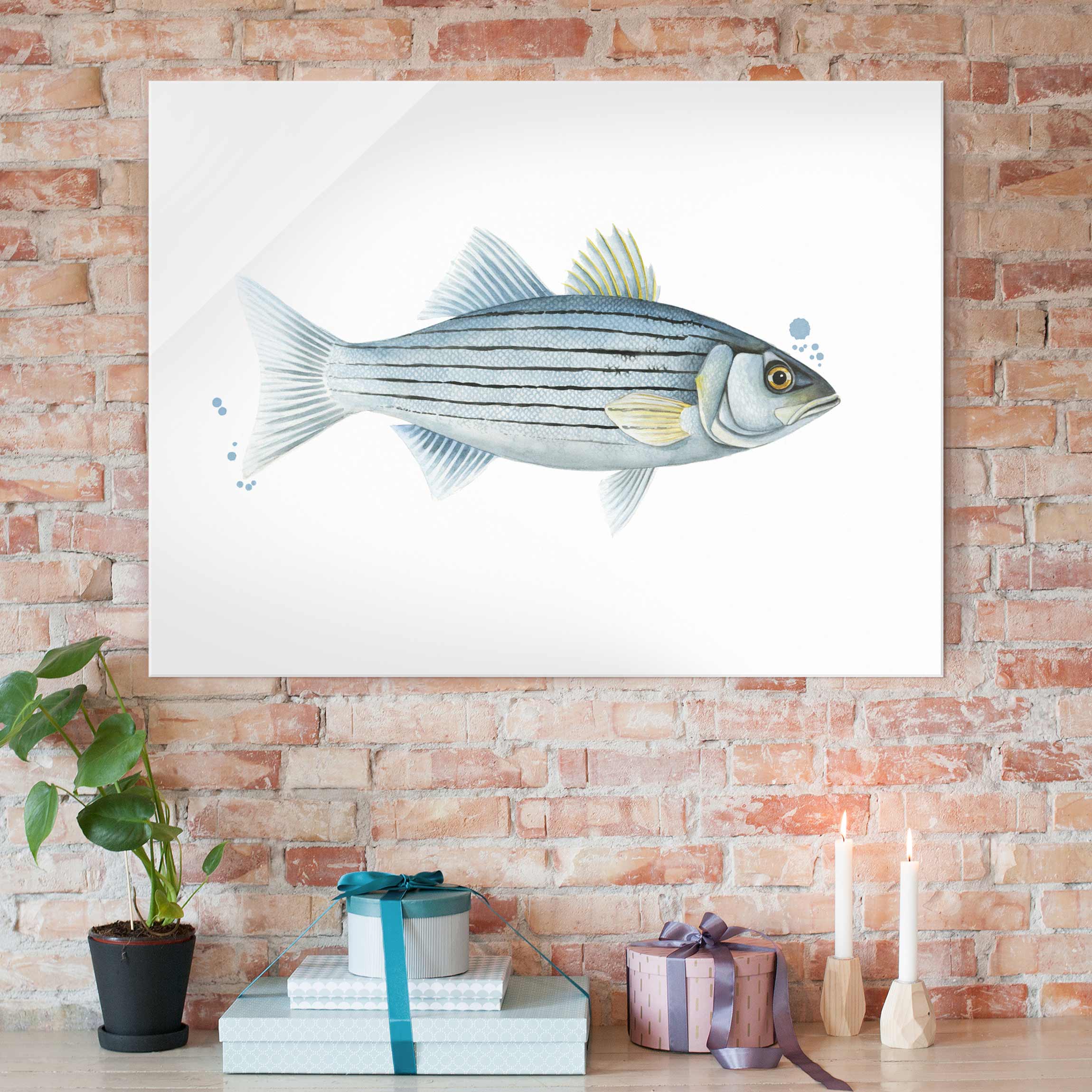 Glasbild Tiere Farbfang - Weißbarsch