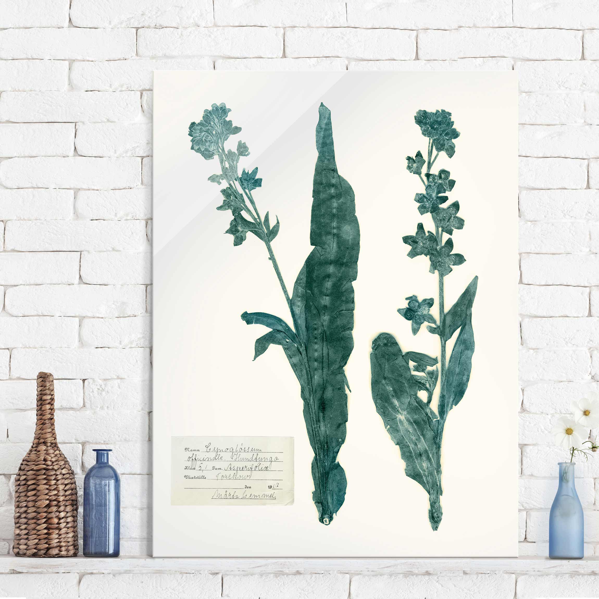 Glasbild - Hochformat Gepresste Blumen - Hundszunge