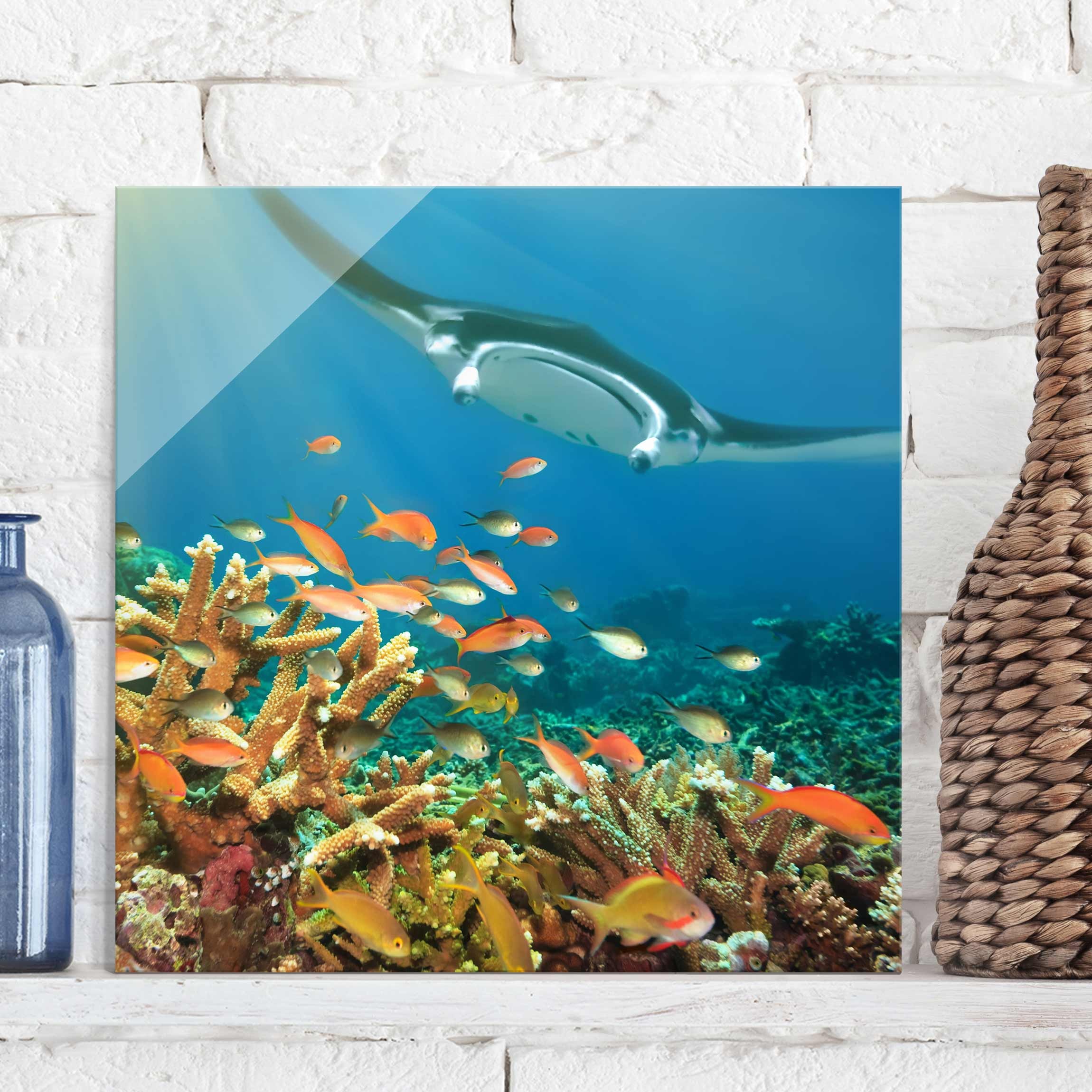 Glasbild Tiere Korallenriff