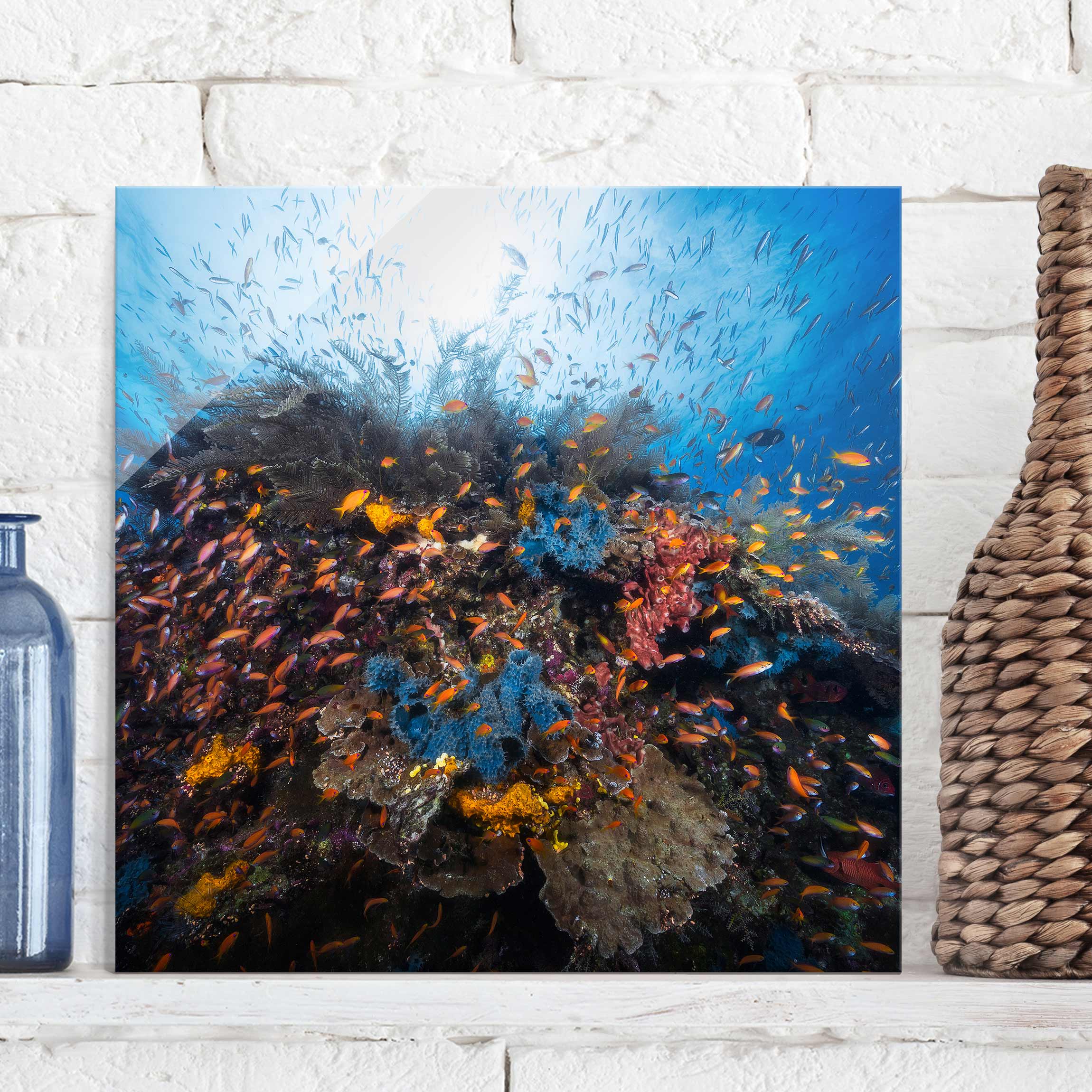 Glasbild Tiere Lagune mit Fischen