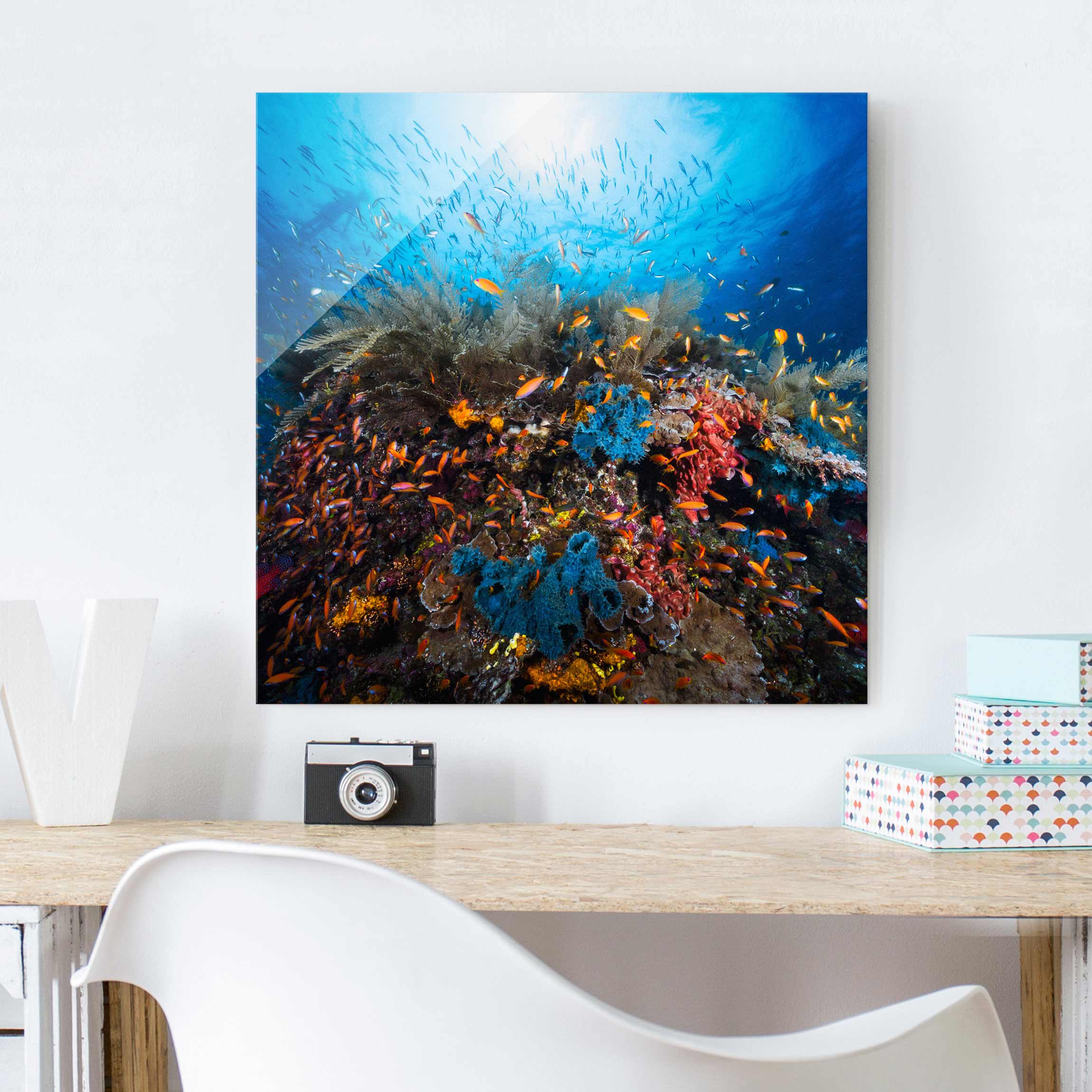 Glasbild Tiere Lagune Unterwasser