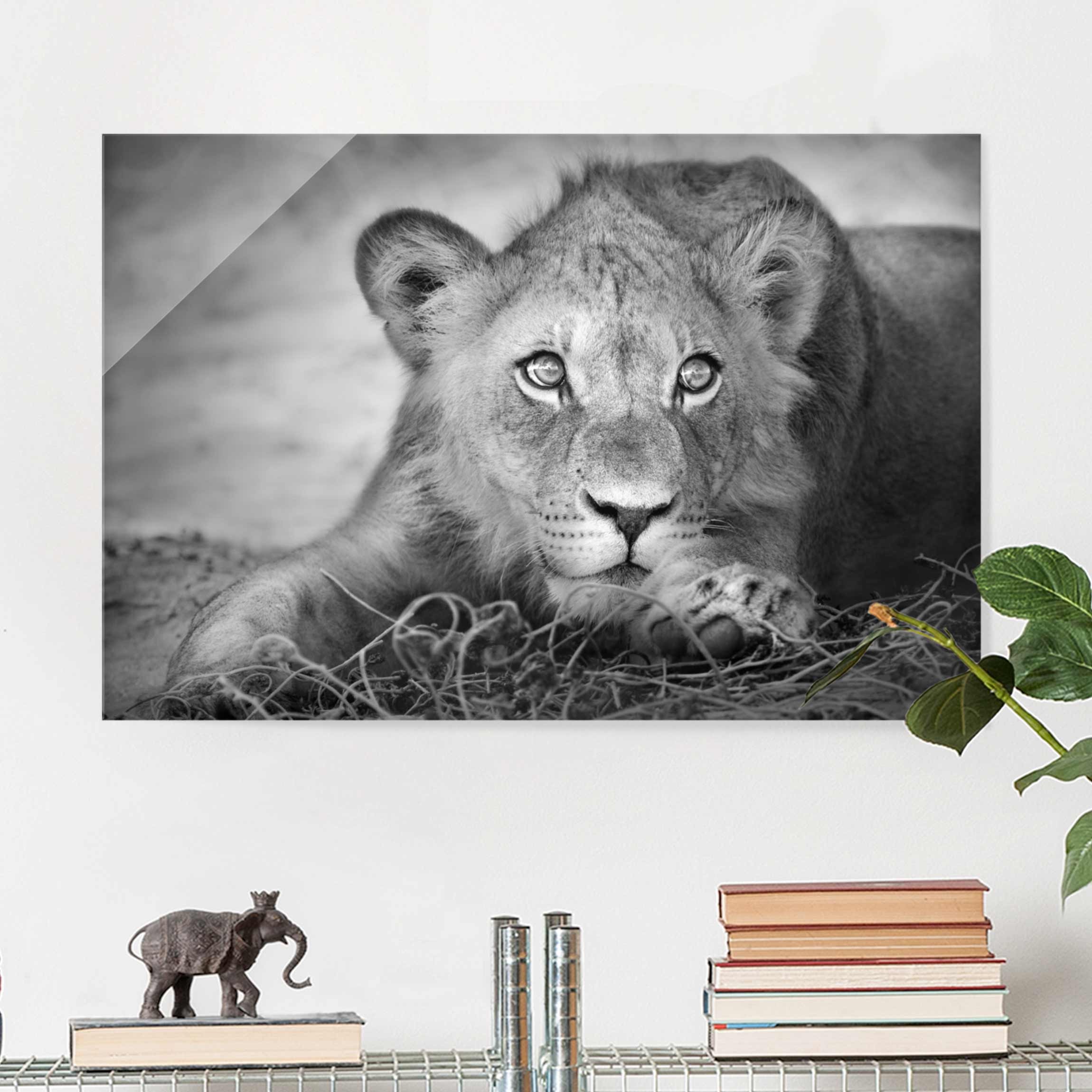 Glasbild Tiere Lurking Lionbaby