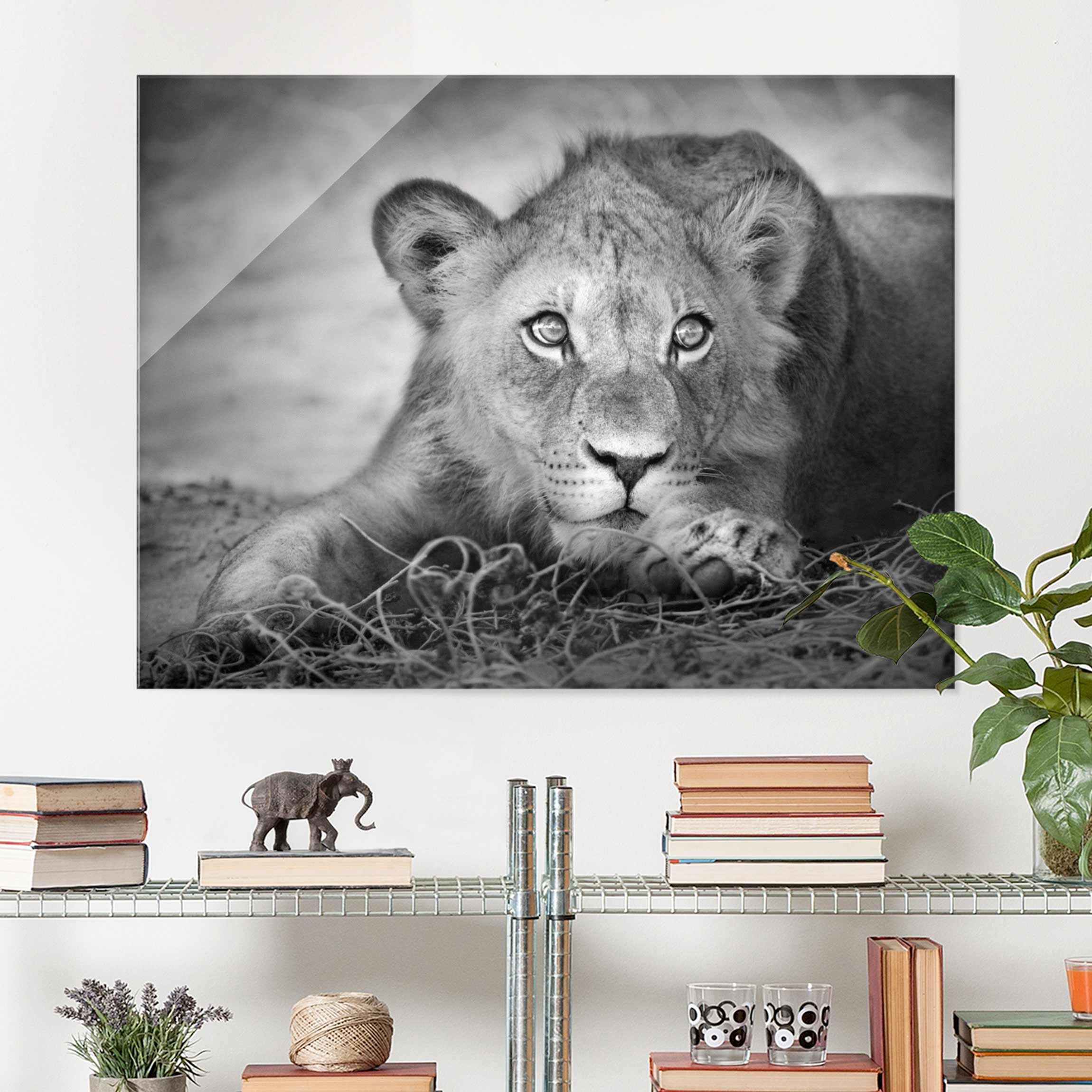 Glasbild Tiere Lurking Lionbaby
