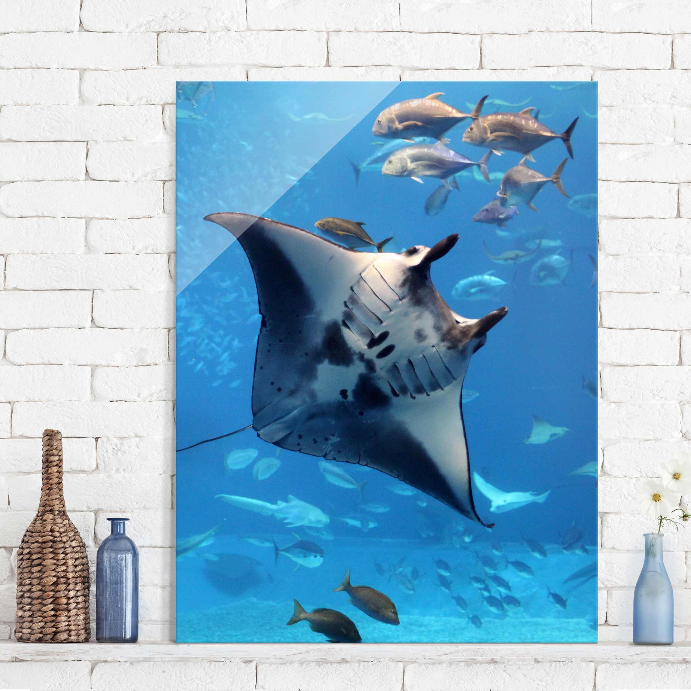Glasbild - Hochformat Manta Ray