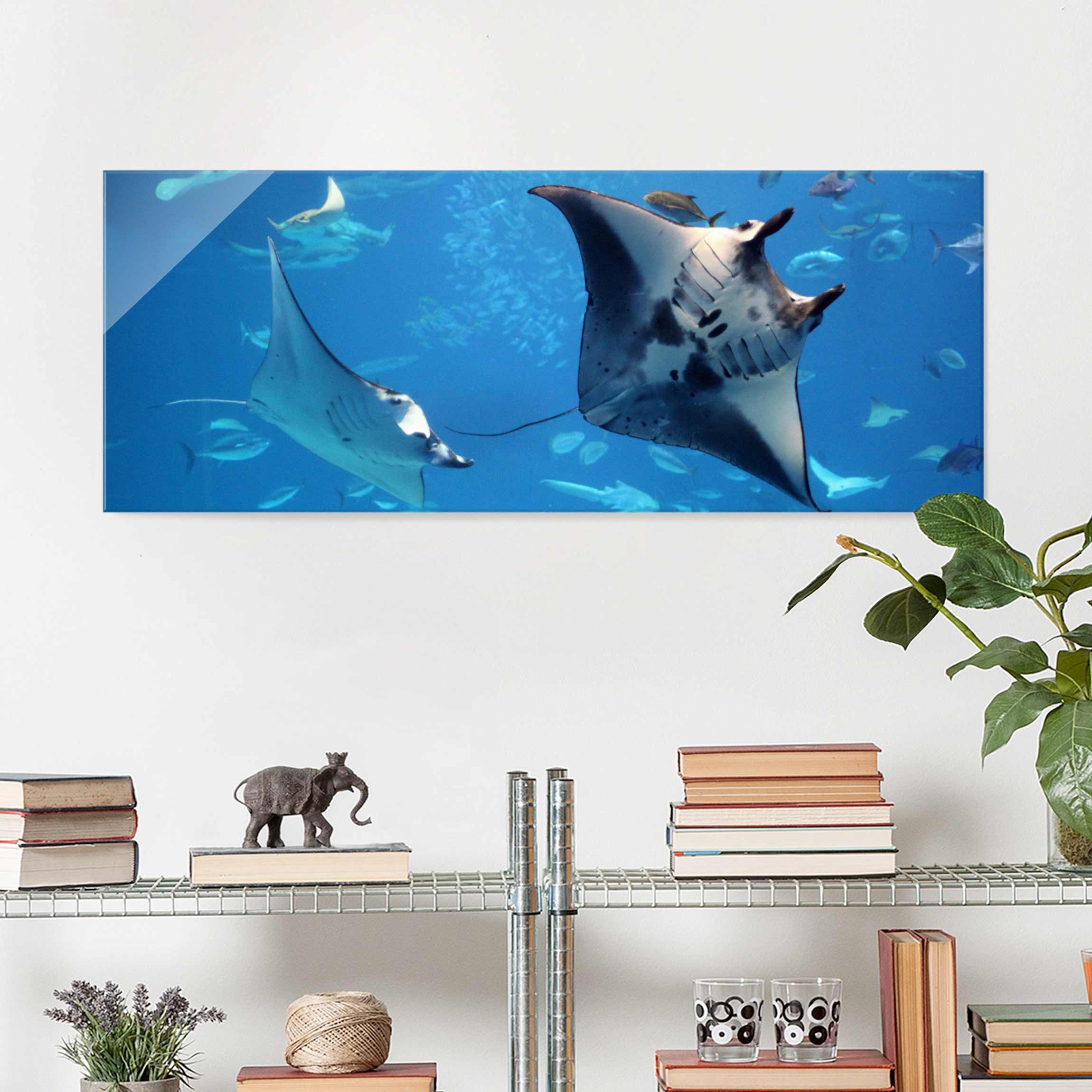 Glasbild Tiere Manta Ray
