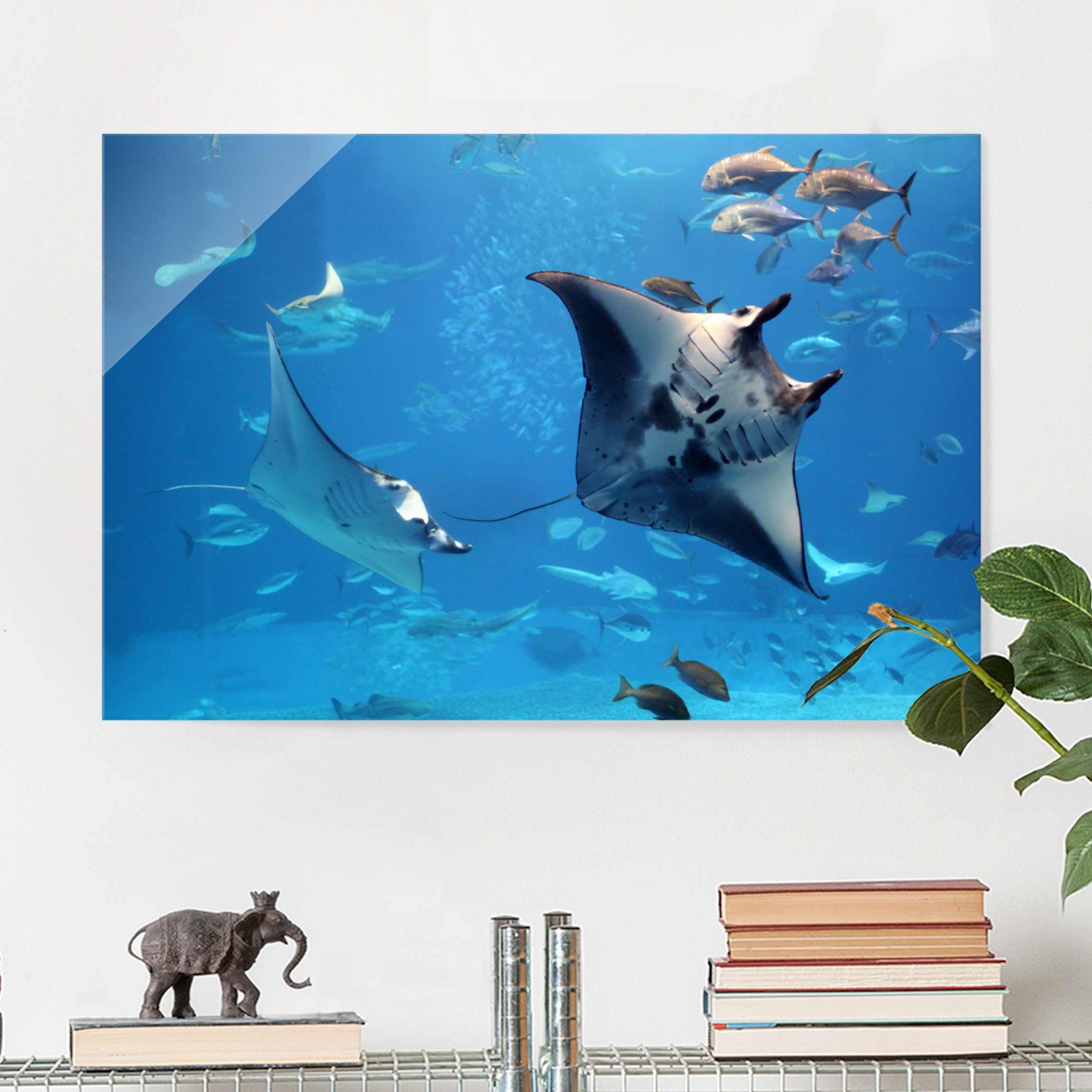 Glasbild - Querformat Manta Ray