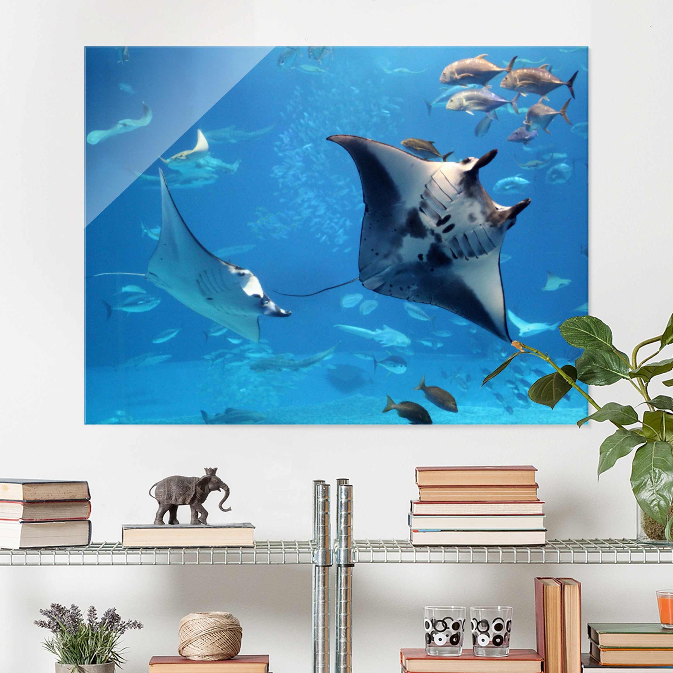 Glasbild - Querformat Manta Ray