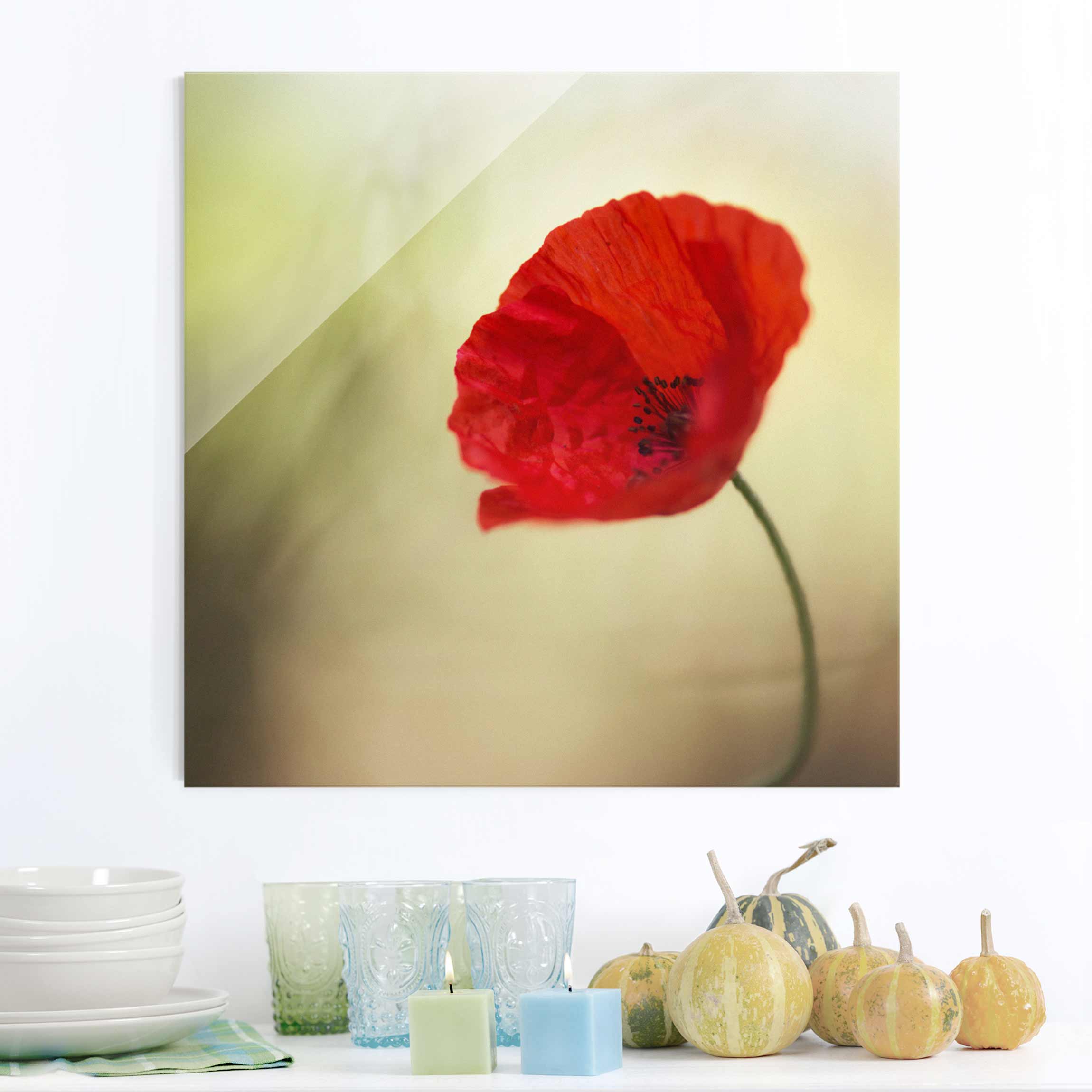 Glasbild - Quadrat Mohnblüte im Garten
