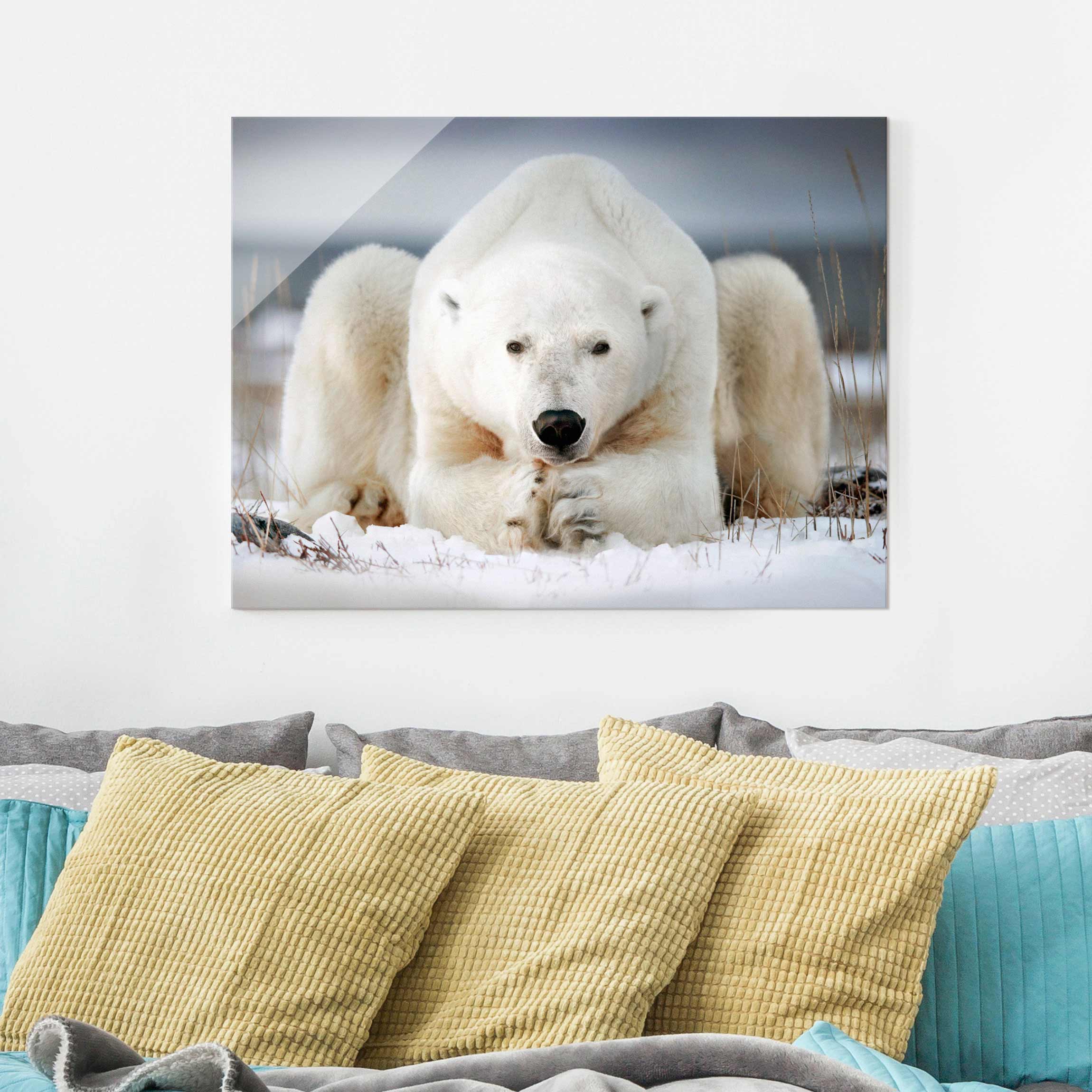 Glasbild Tiere Nachdenklicher Eisbär