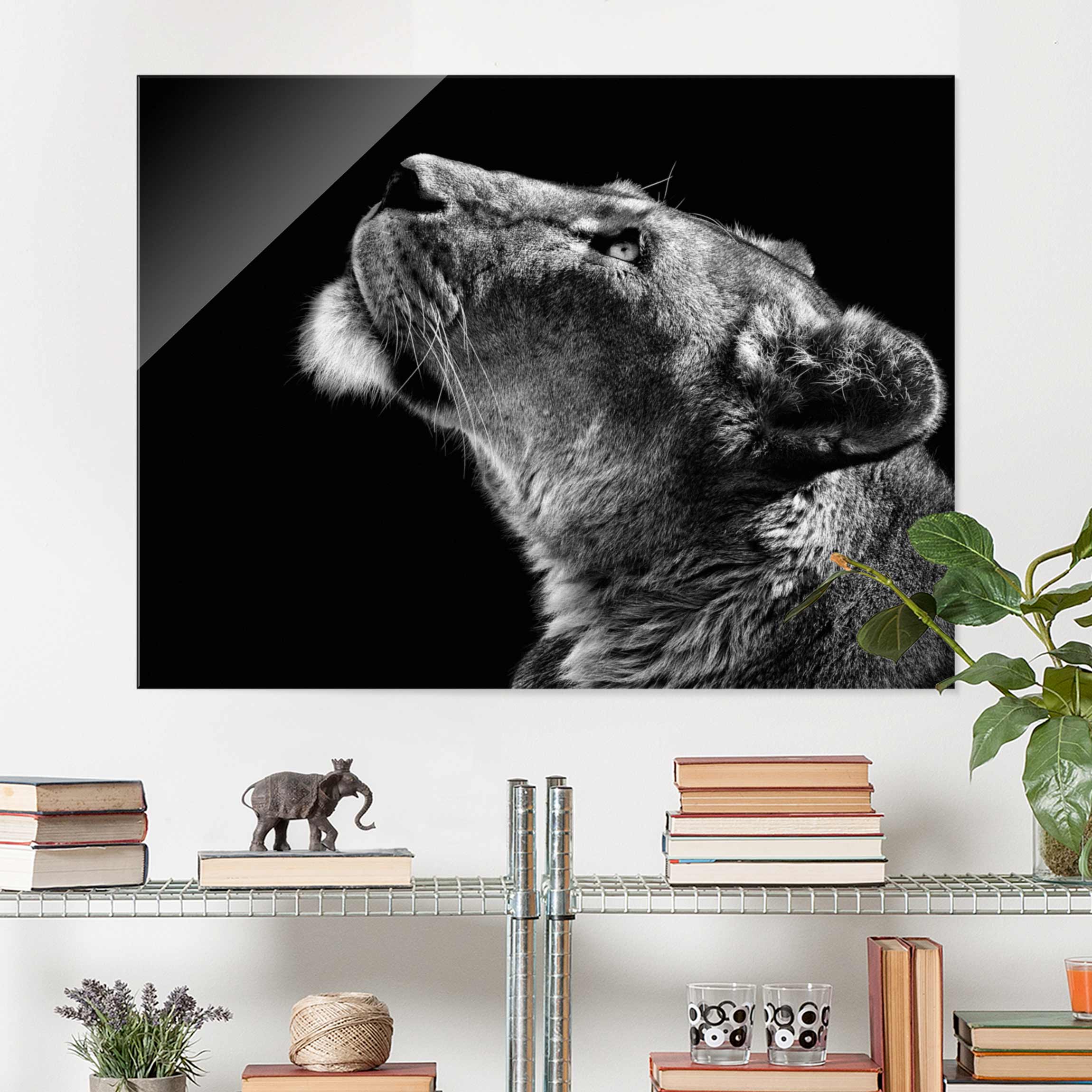 Glasbild Tiere Portrait einer Löwin