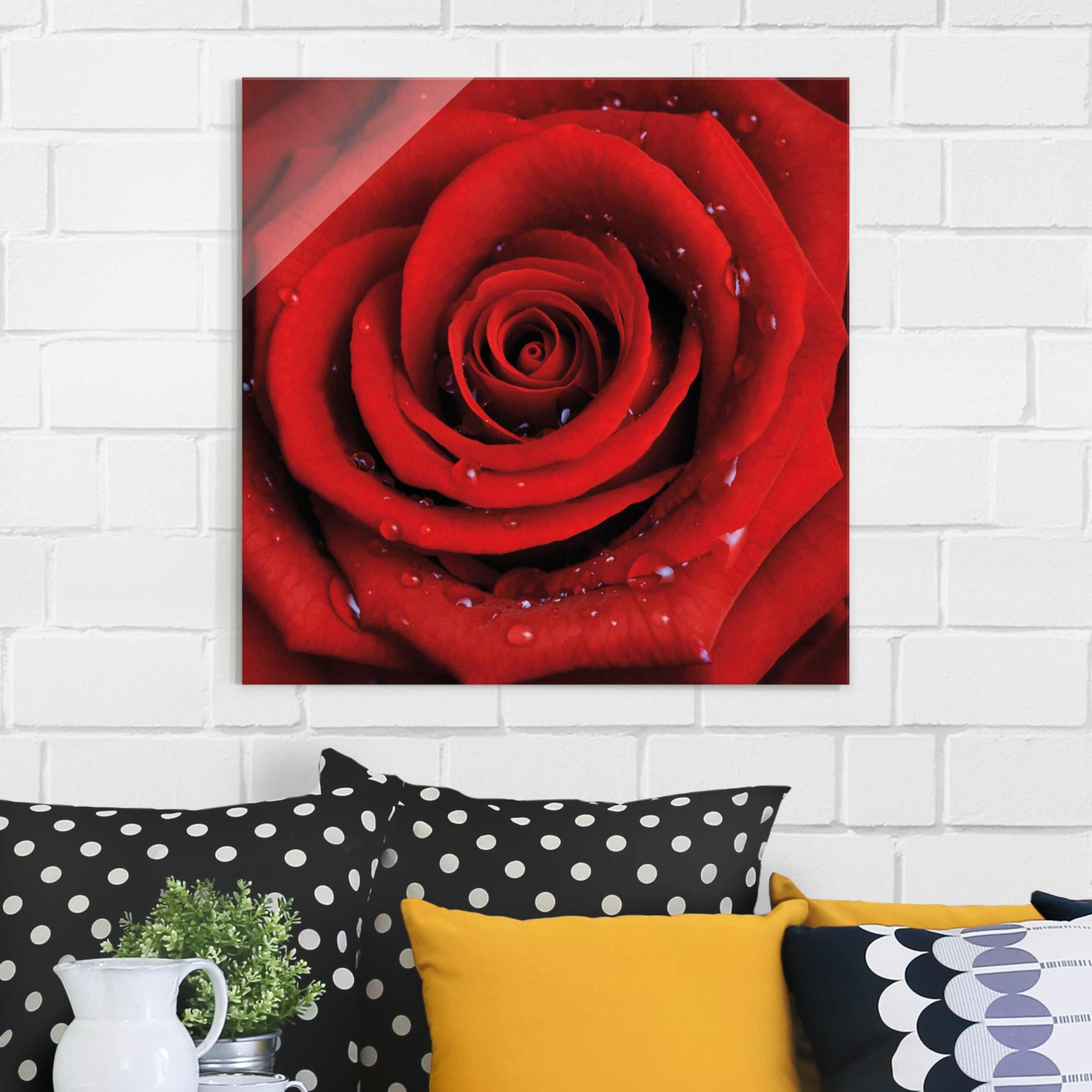 Glasbild Blumen Rote Rose mit Wassertropfen
