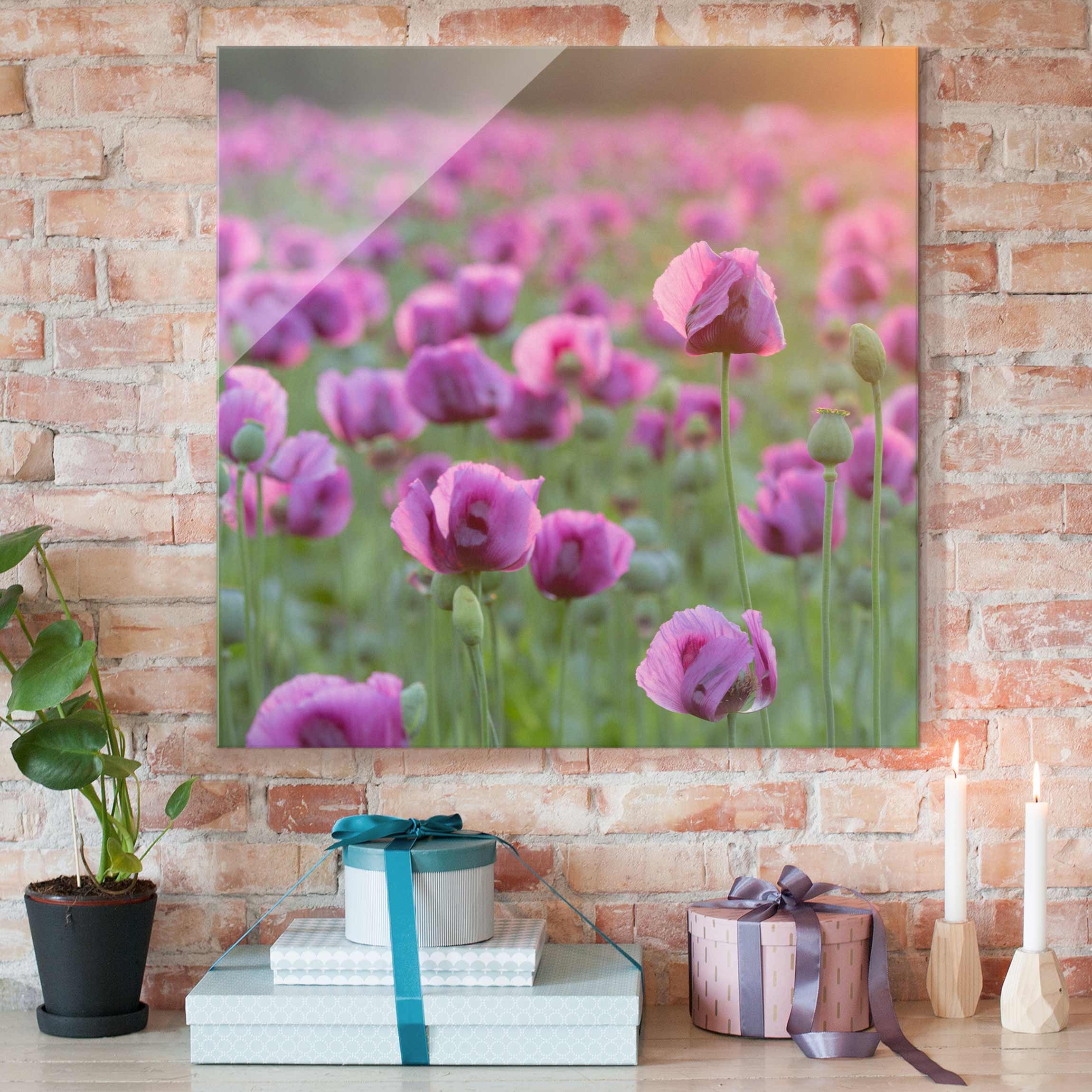 Glasbild Blumen Violette Schlafmohn Blumenwiese im Frühling