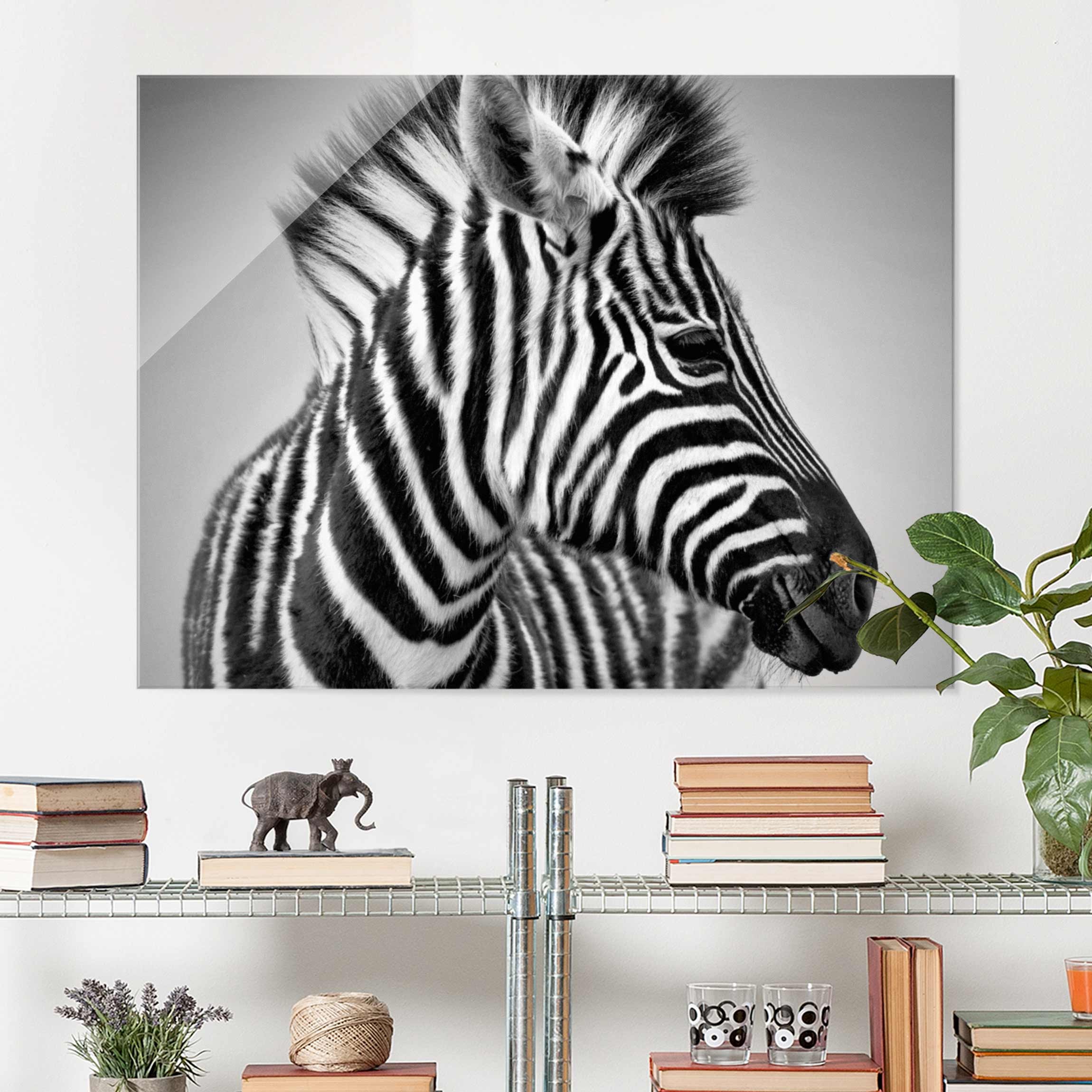 Glasbild - Querformat Zebra Baby Portrait II