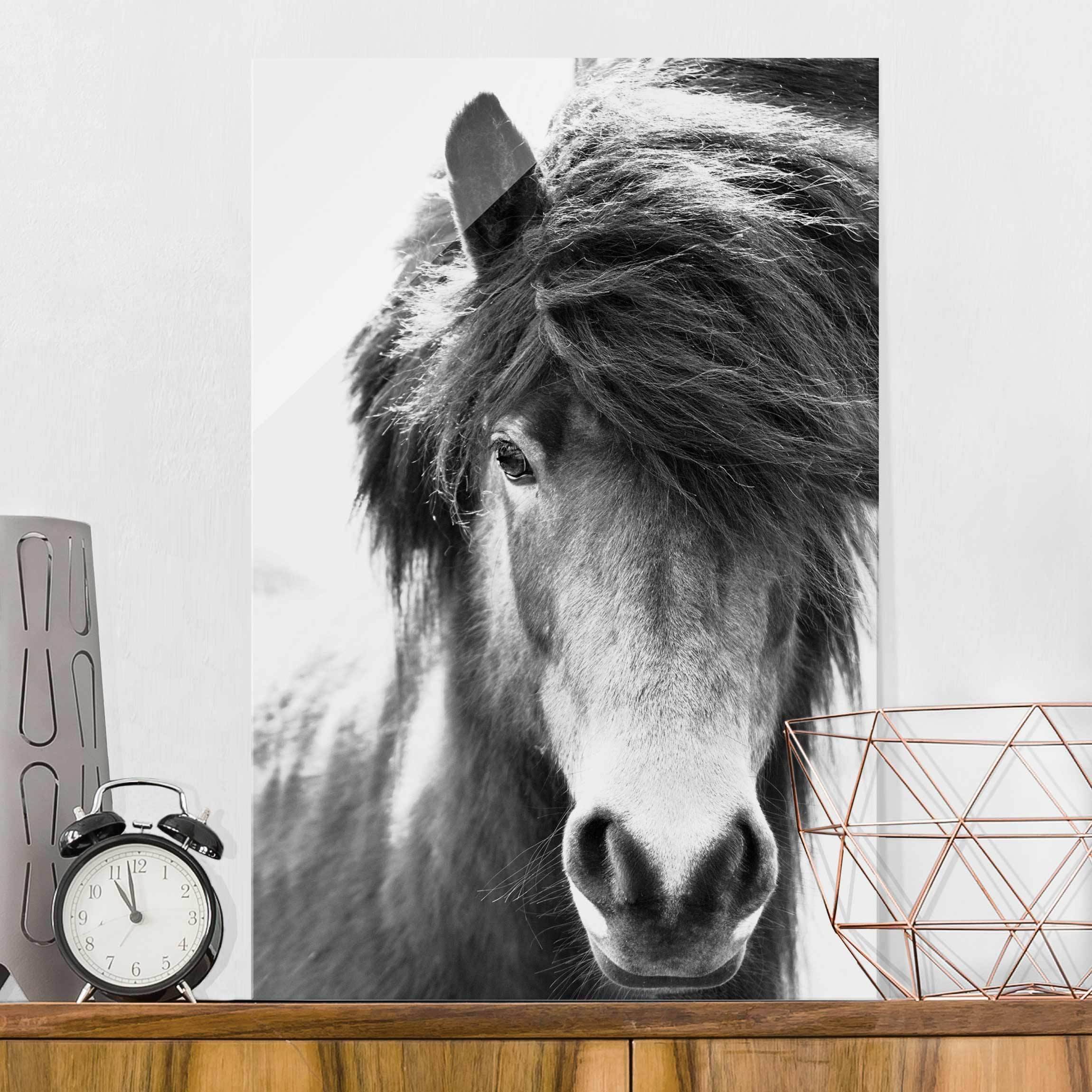 Glasbild Island Pferd in Schwarz-weiß