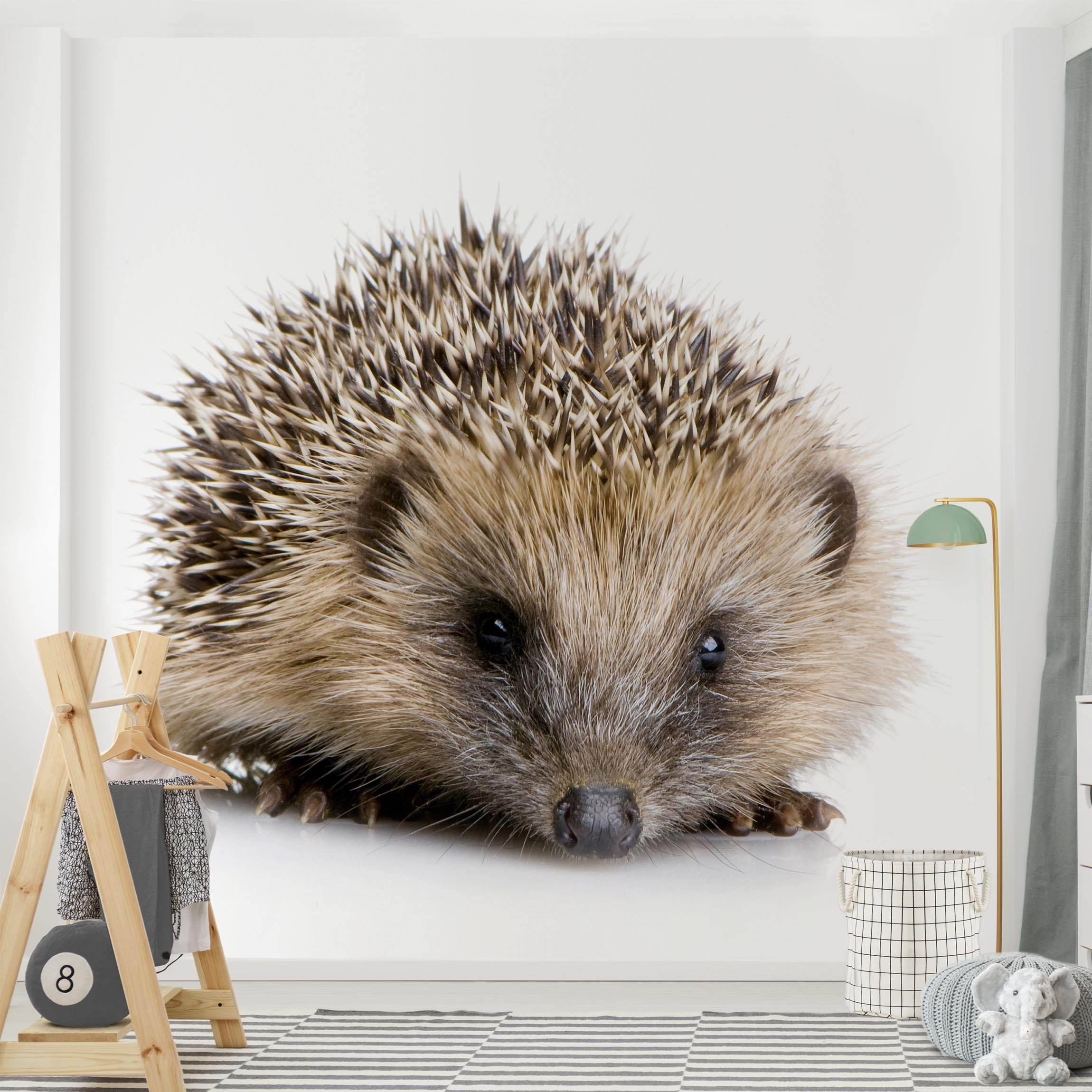 Fototapete Tiere Kleiner Igel