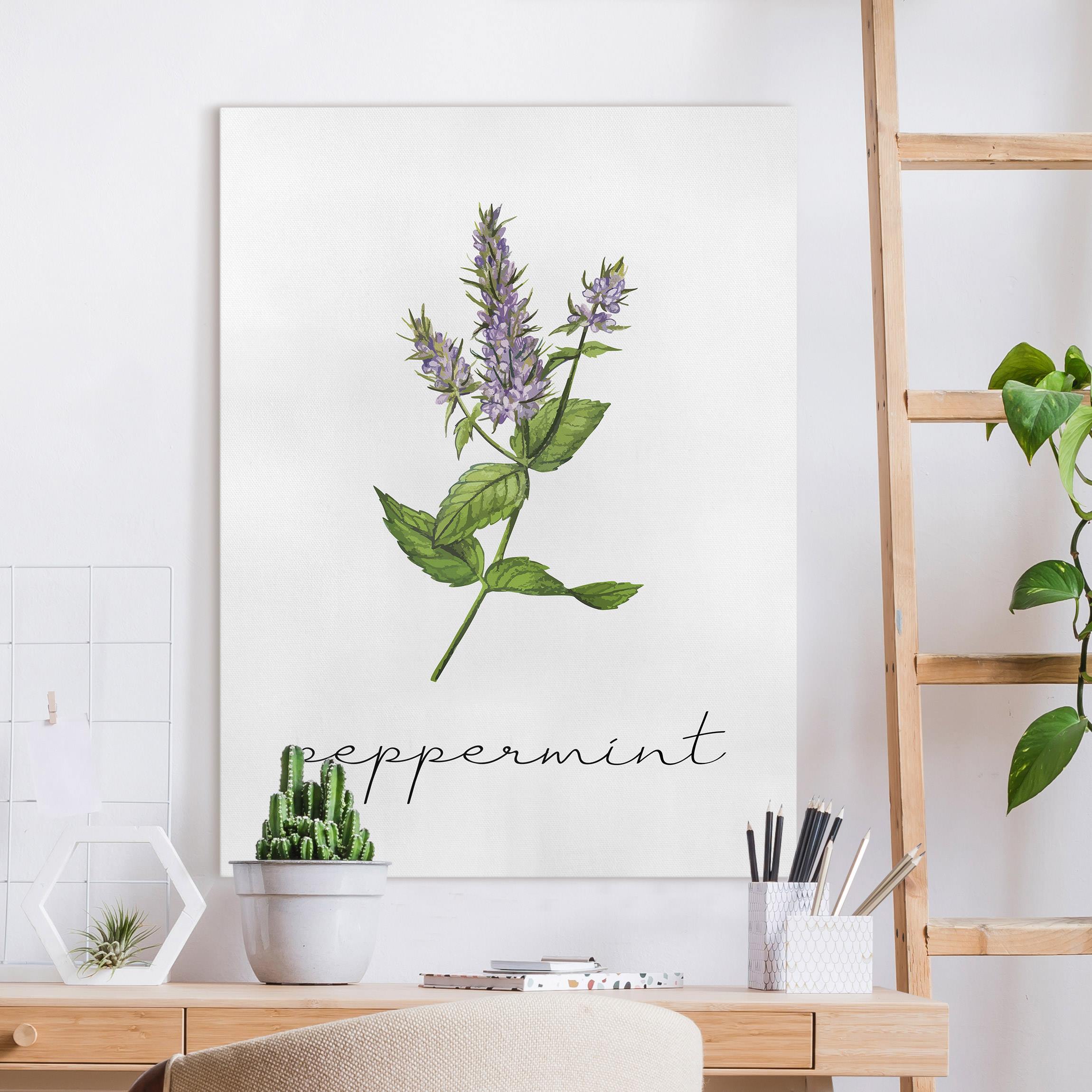 Leinwandbild Kräuter Illustration Pfefferminze