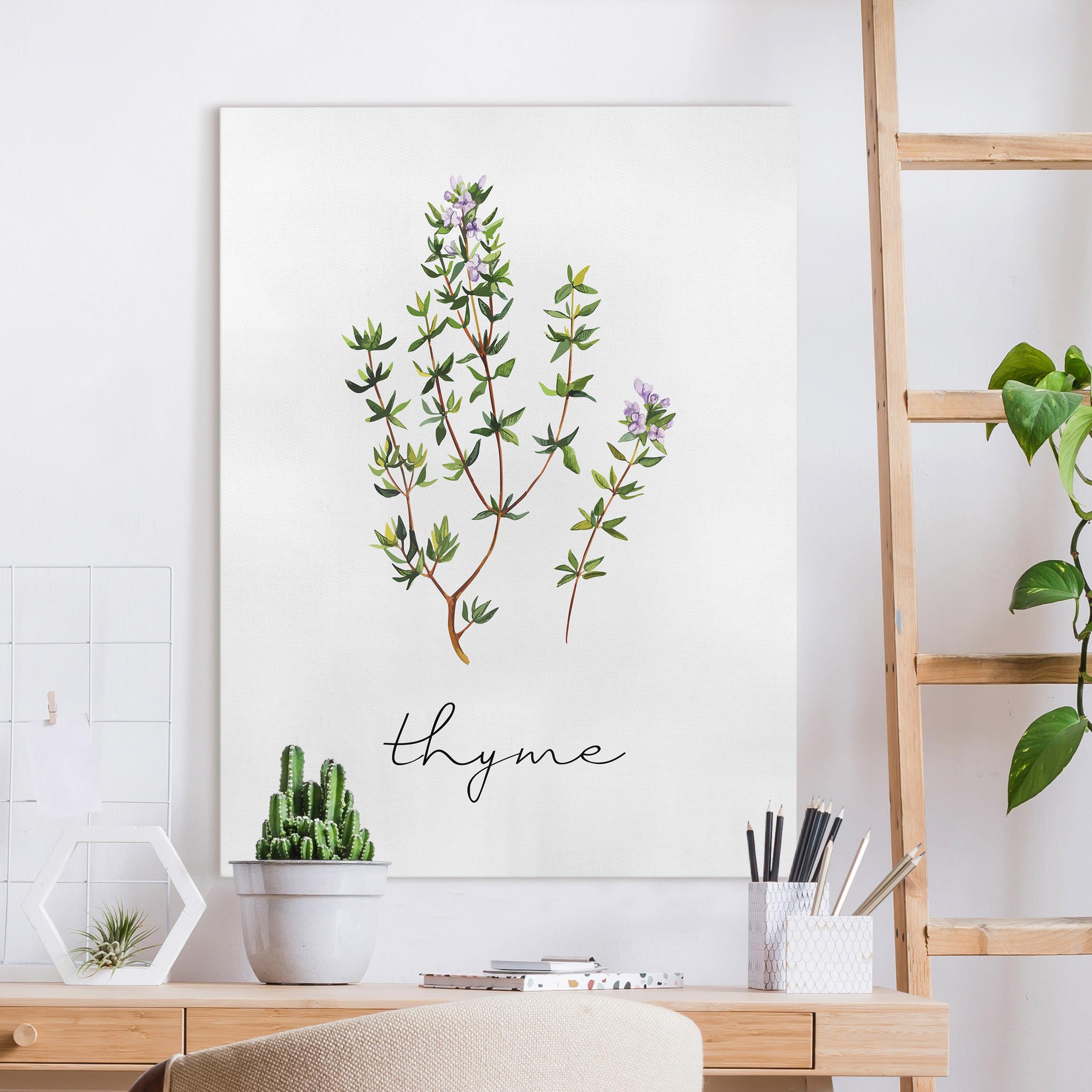 Leinwandbild Kräuter Illustration Thymian