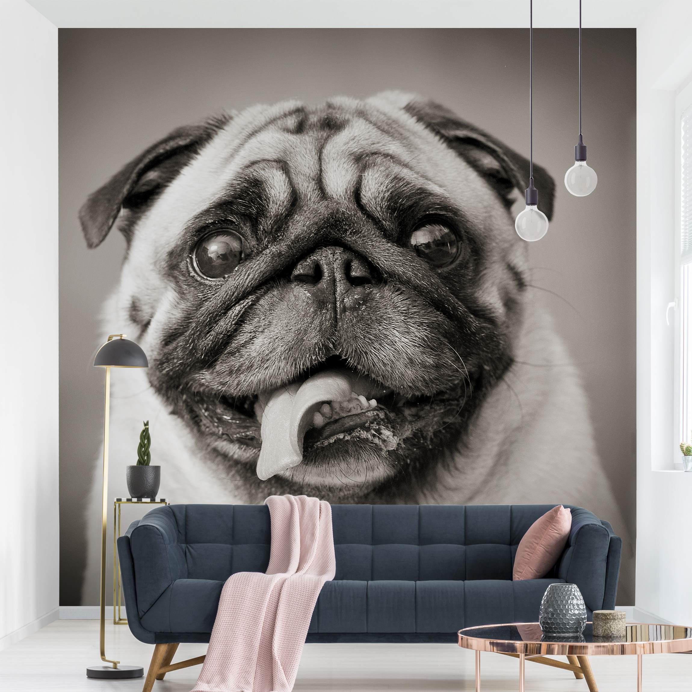 Fototapete Lustiger Mops