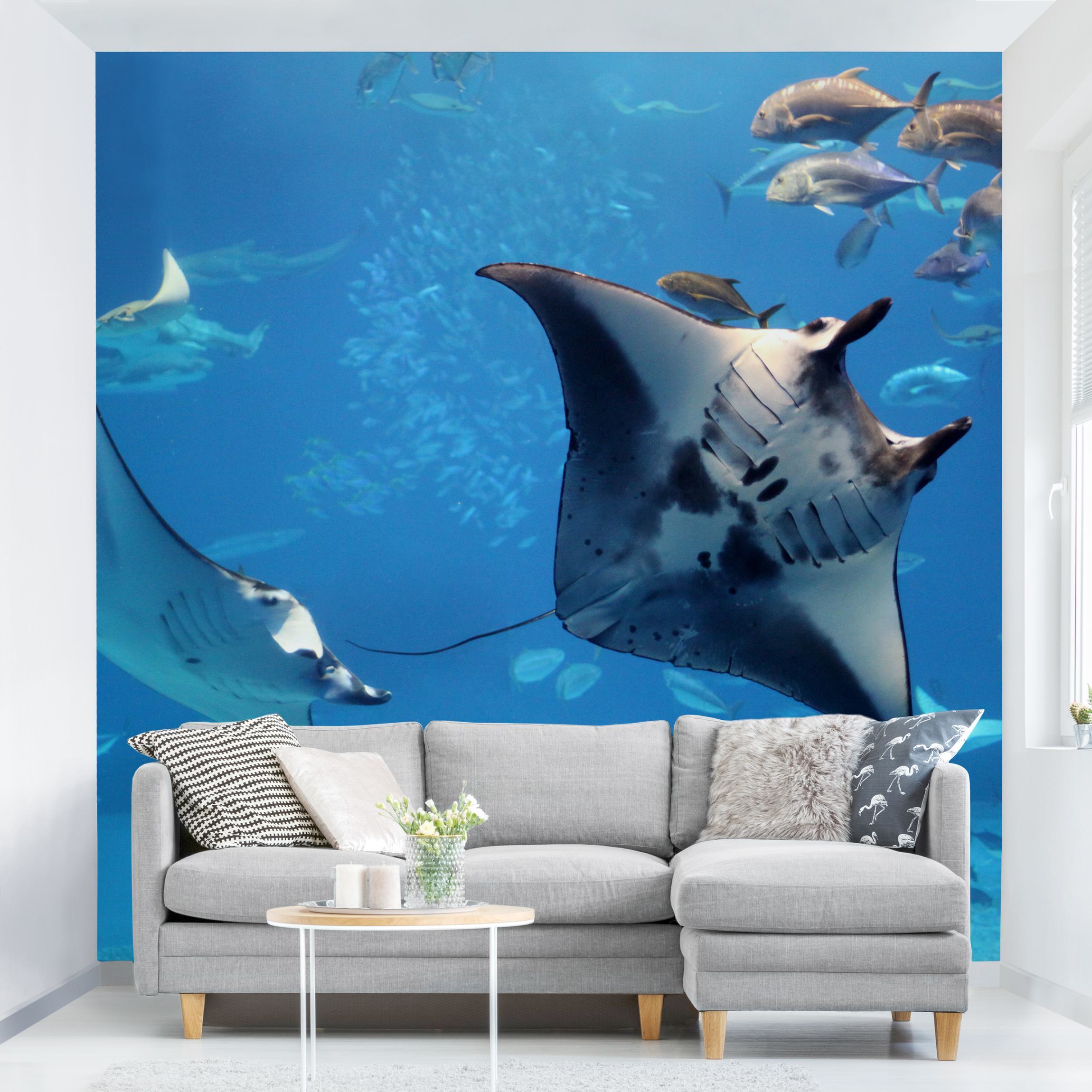 Fototapete Manta Ray