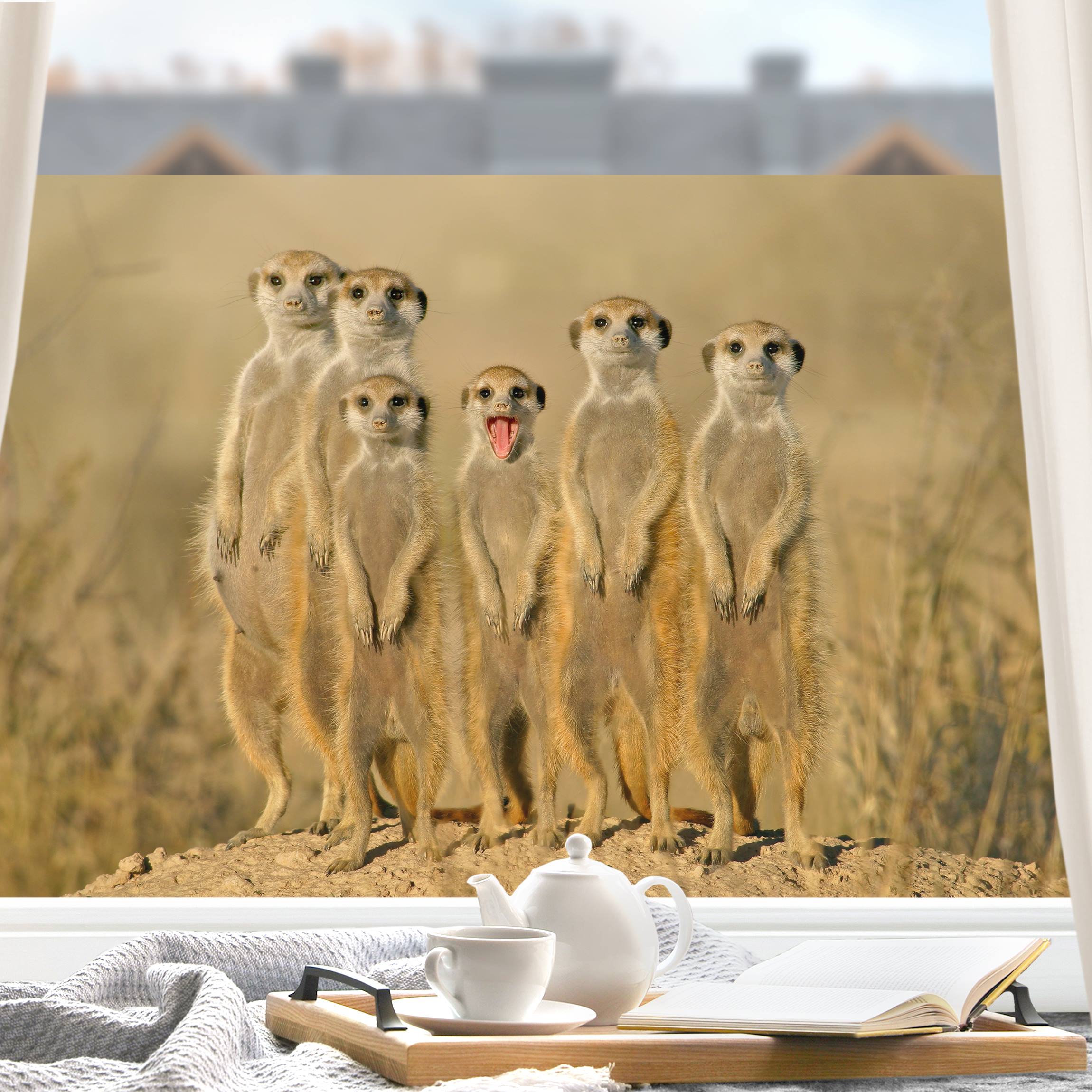 Fensterfolie Meerkat Family Panorama