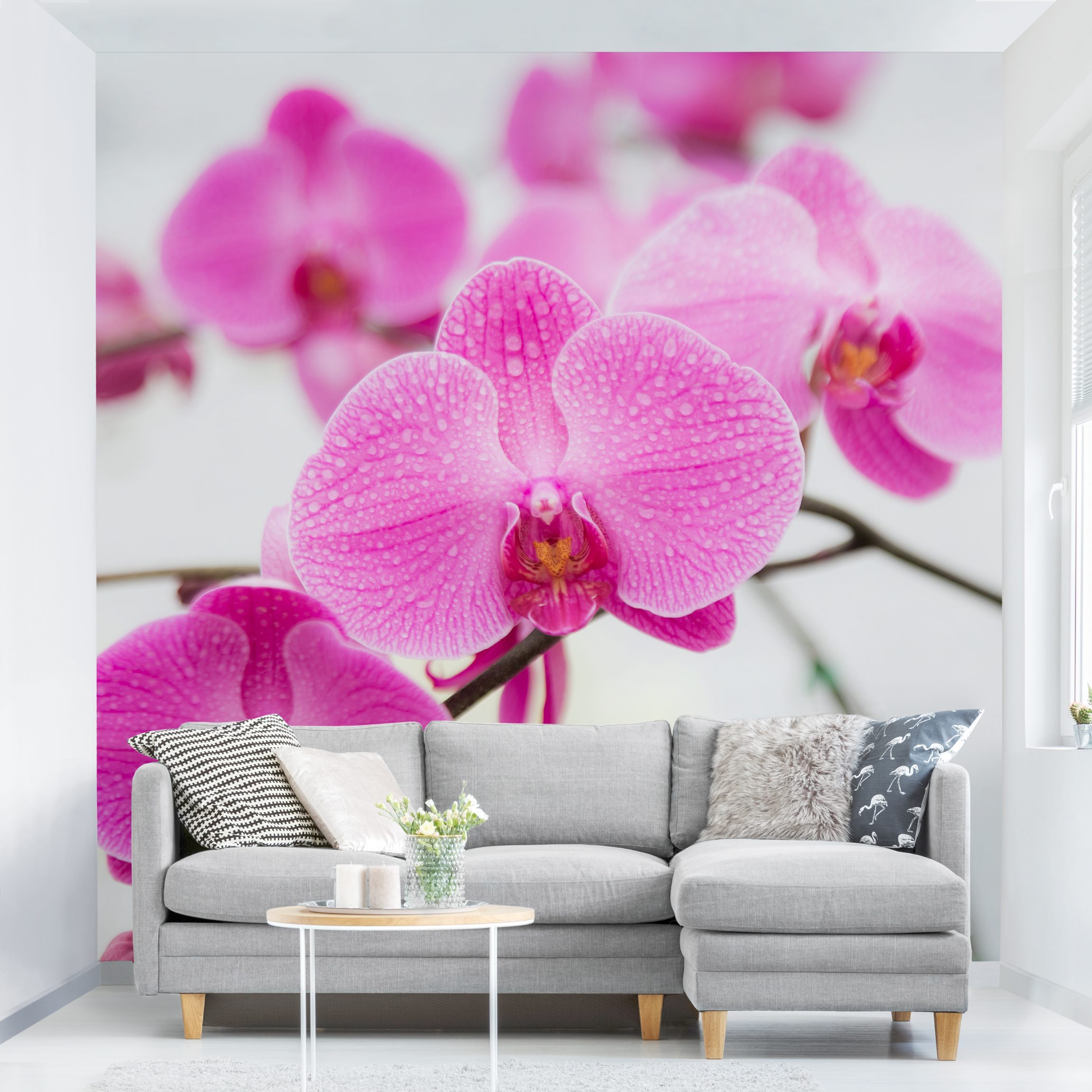 Fototapete Blumen Nahaufnahme Orchidee