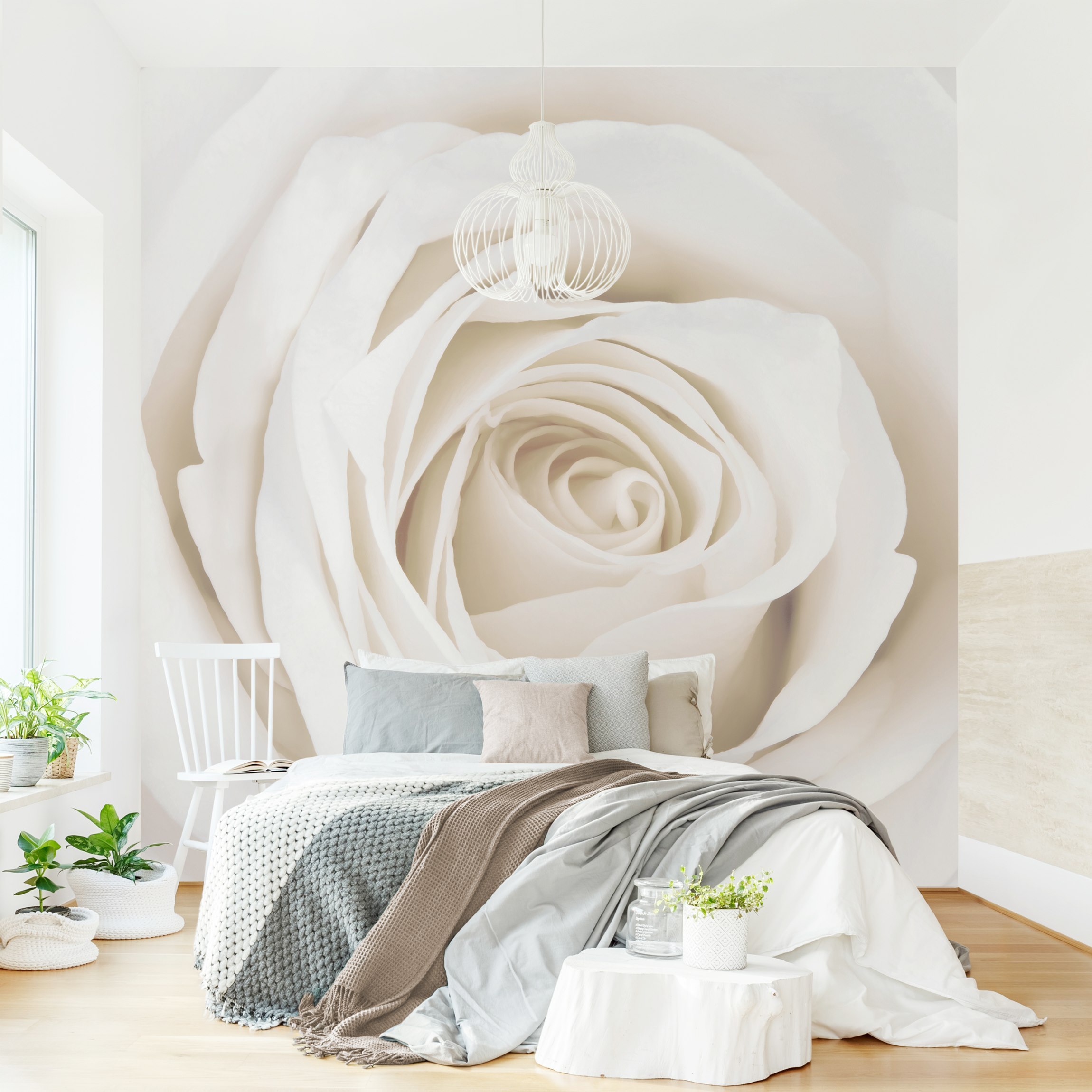 Fototapete Blumen Pretty White Rose