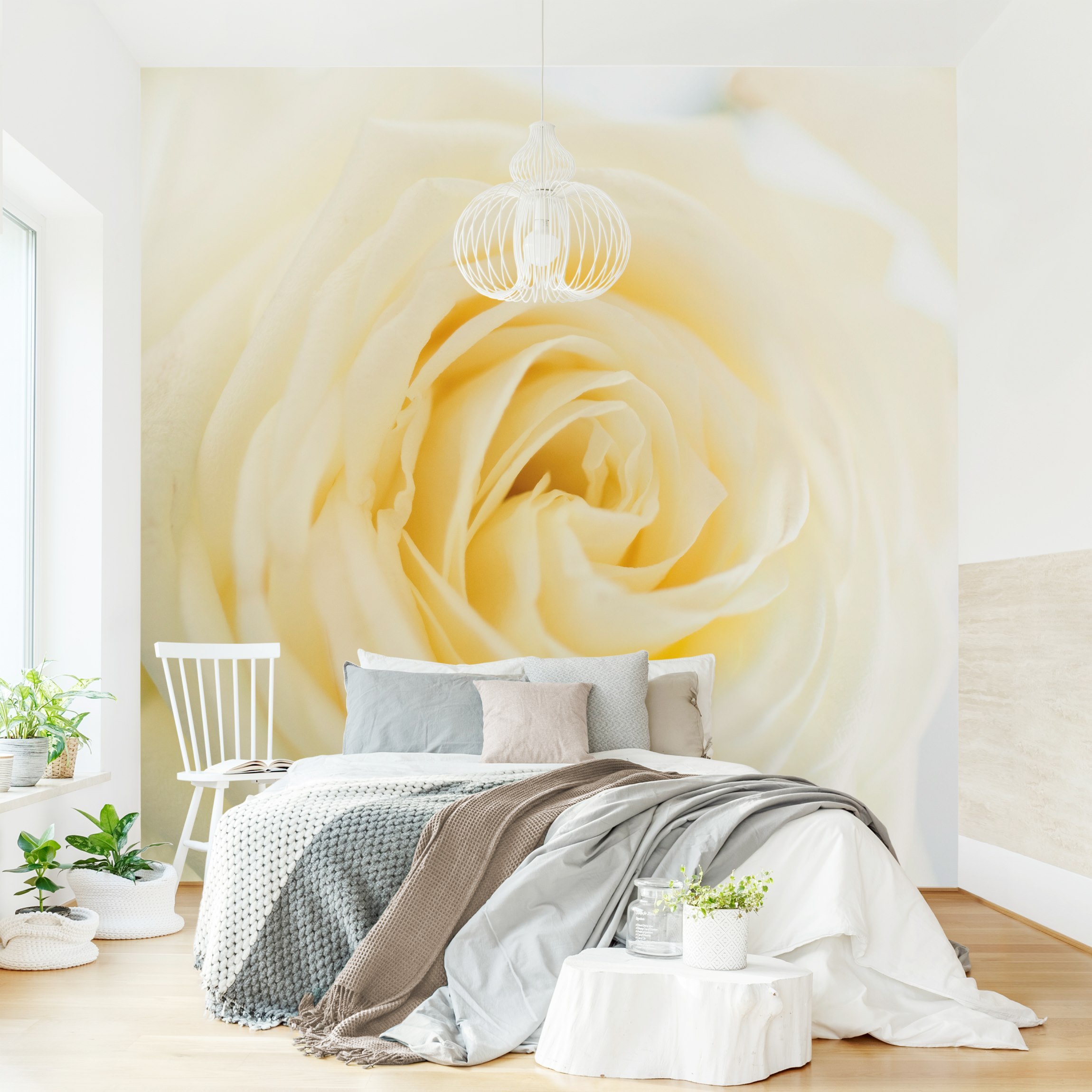 Fototapete Blumen White Rose