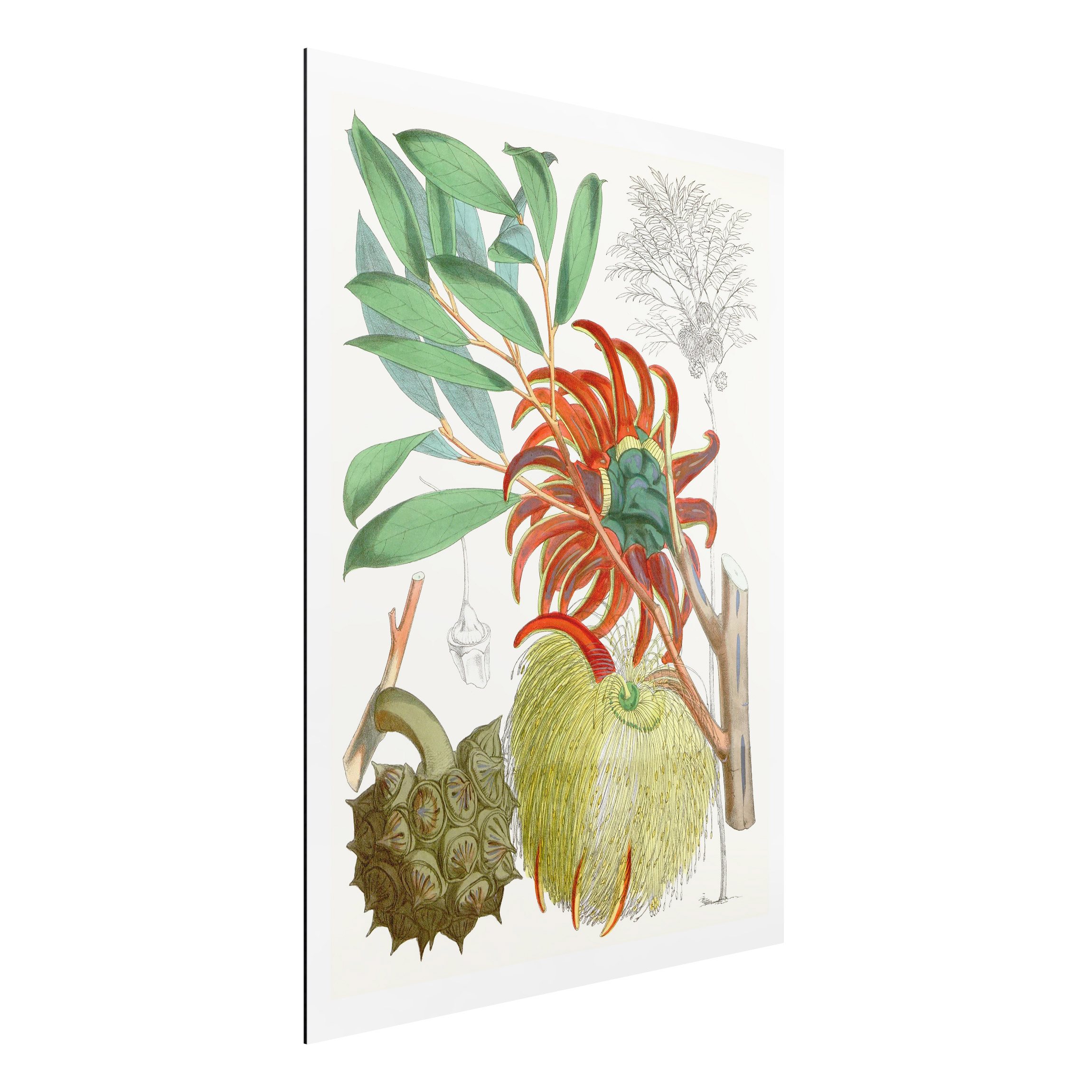 Alu-Dibond Bild Vintage Illustration Tropische Blüten II