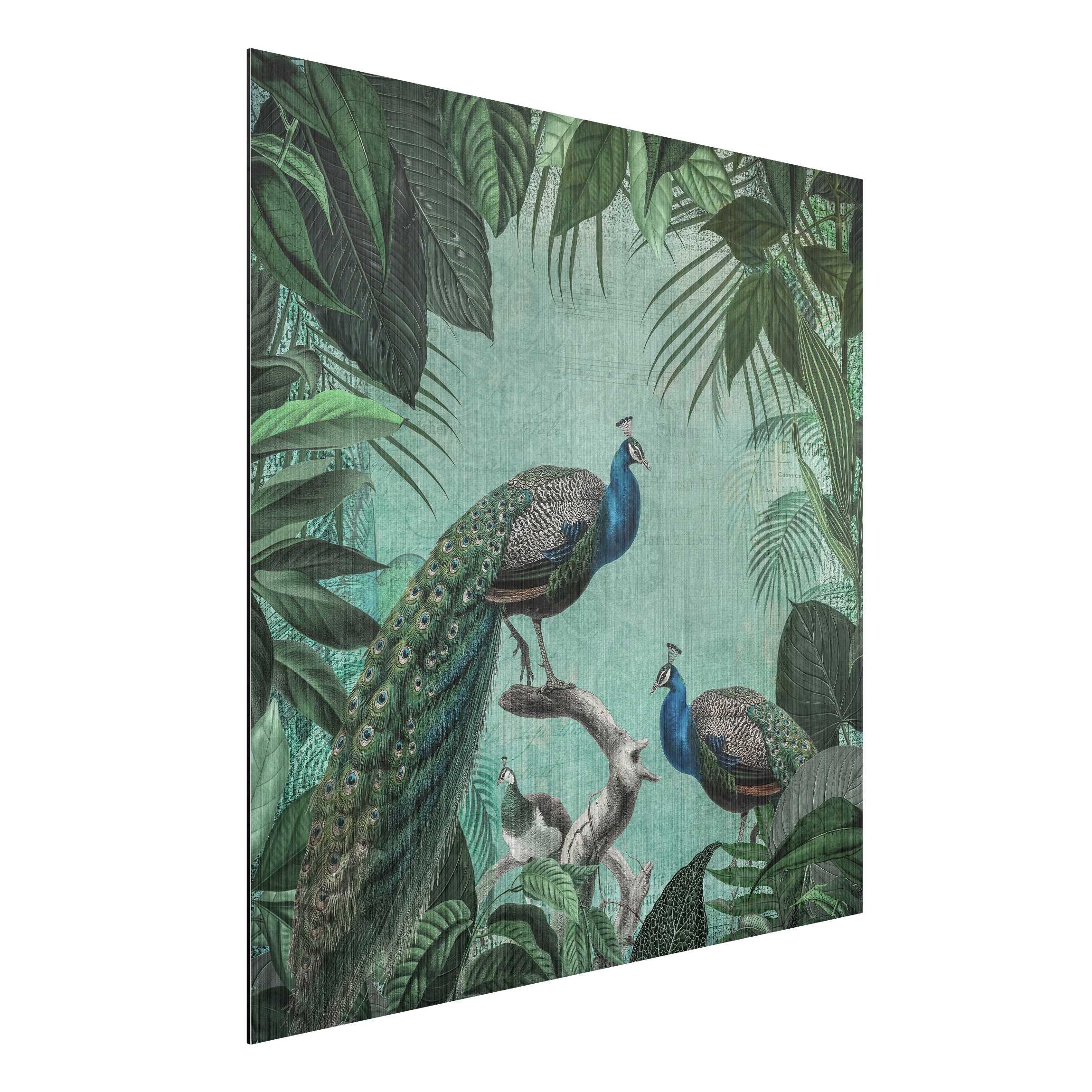 Alu-Dibond Bild Shabby Chic Collage - Edler Pfau