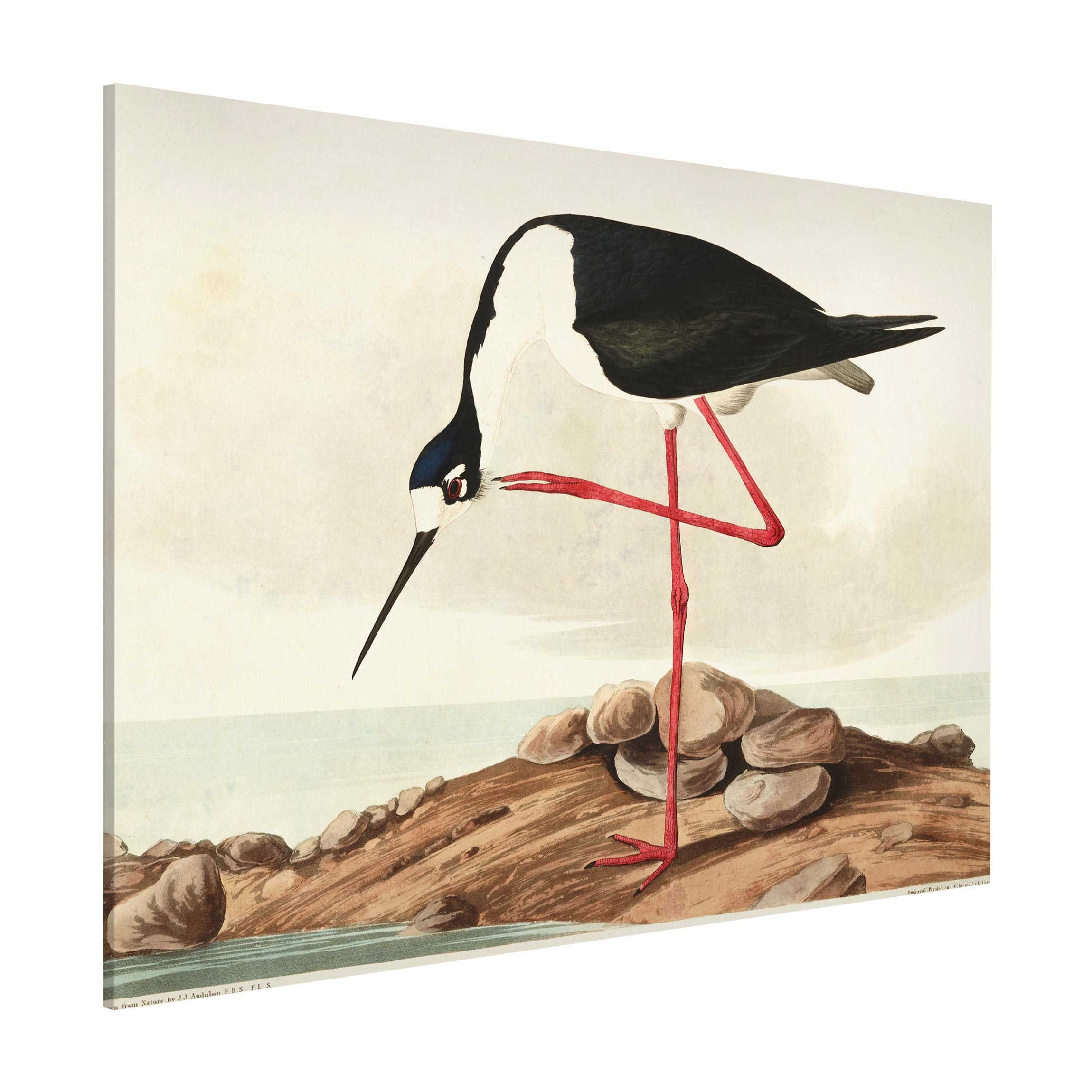 Magnettafel - Querformat 4:3 Vintage Lehrtafel Langbeiniger Säbelschnäbler