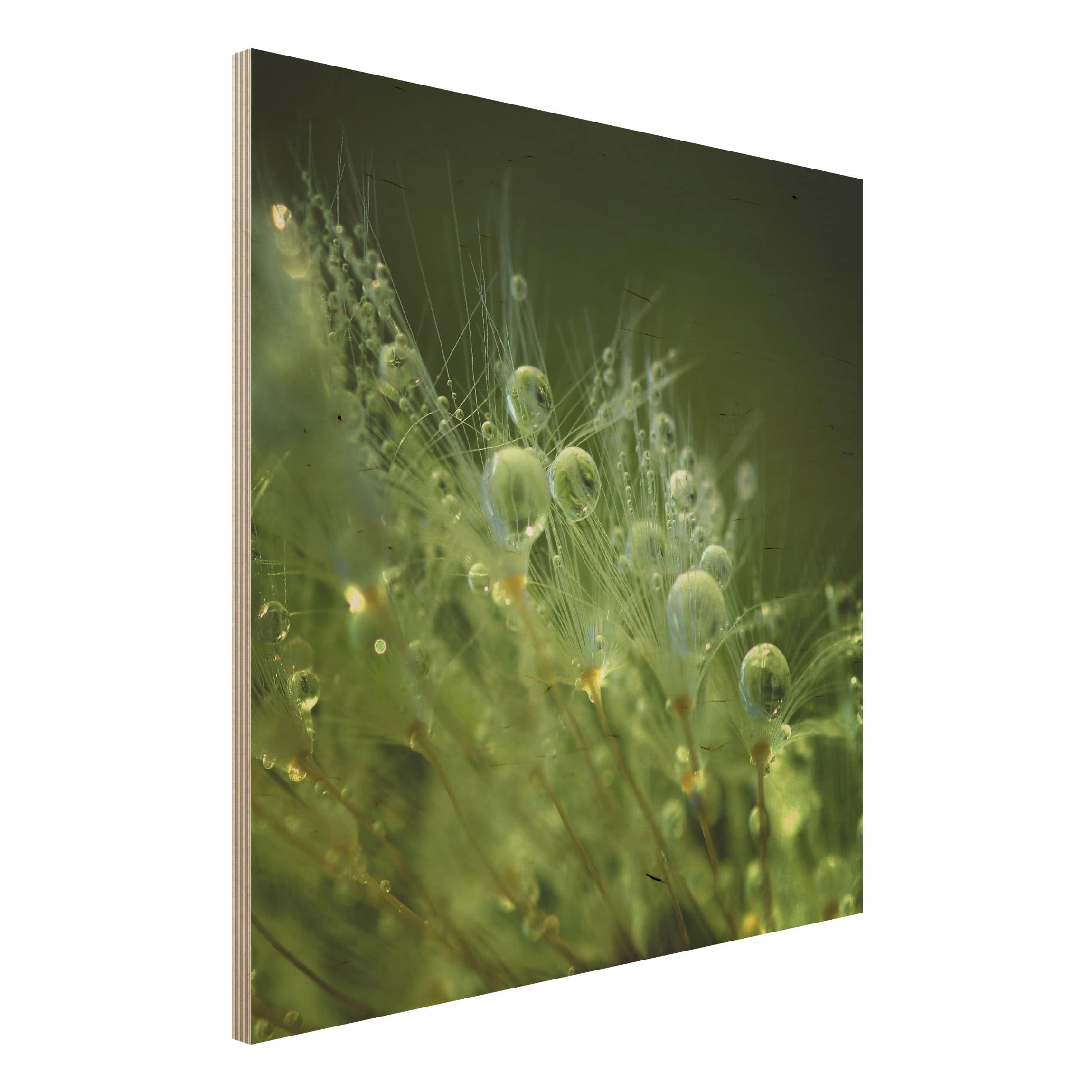 Holzbild - Quadrat Grüne Samen im Regen