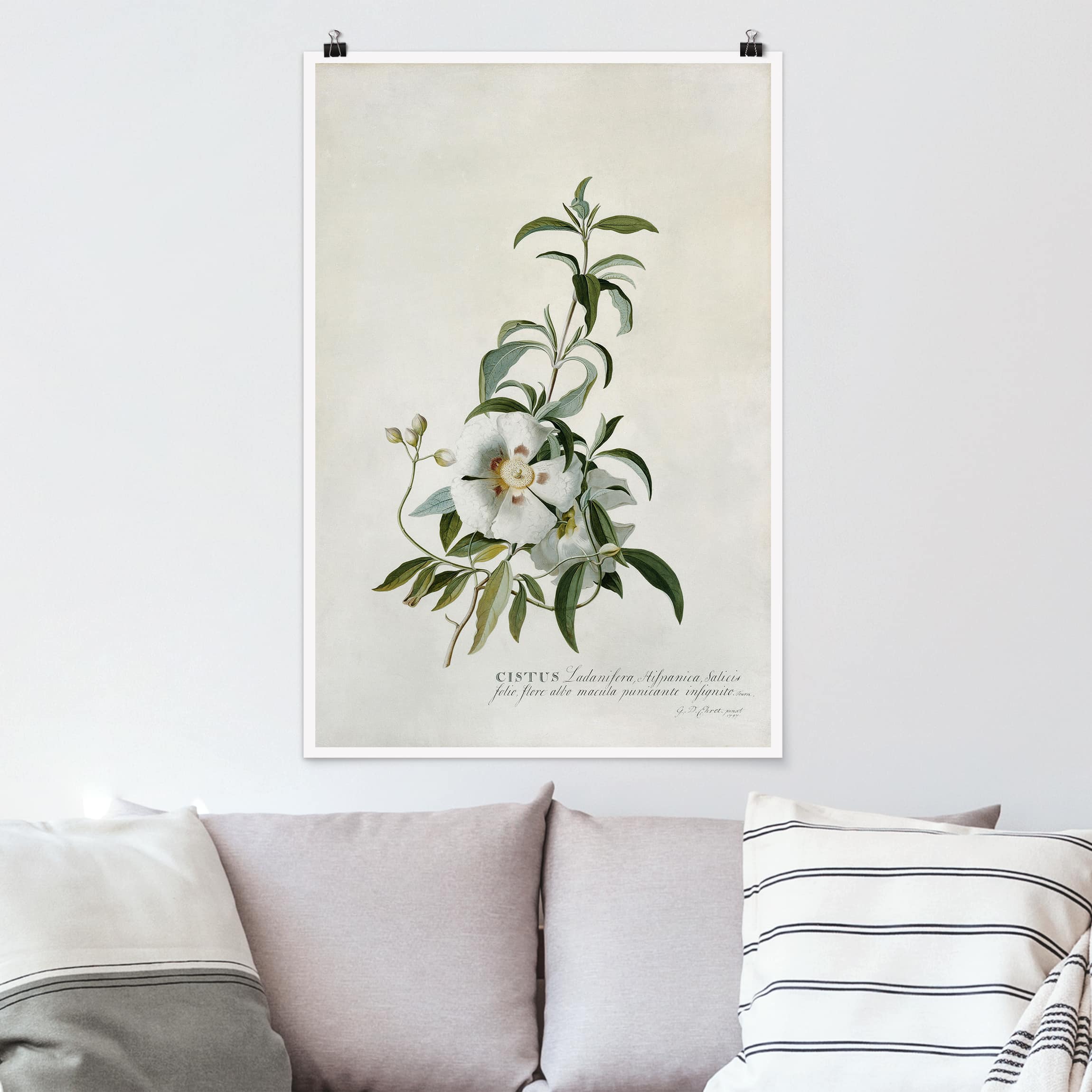 Poster - Hochformat Georg Dionysius Ehret - Zistrose