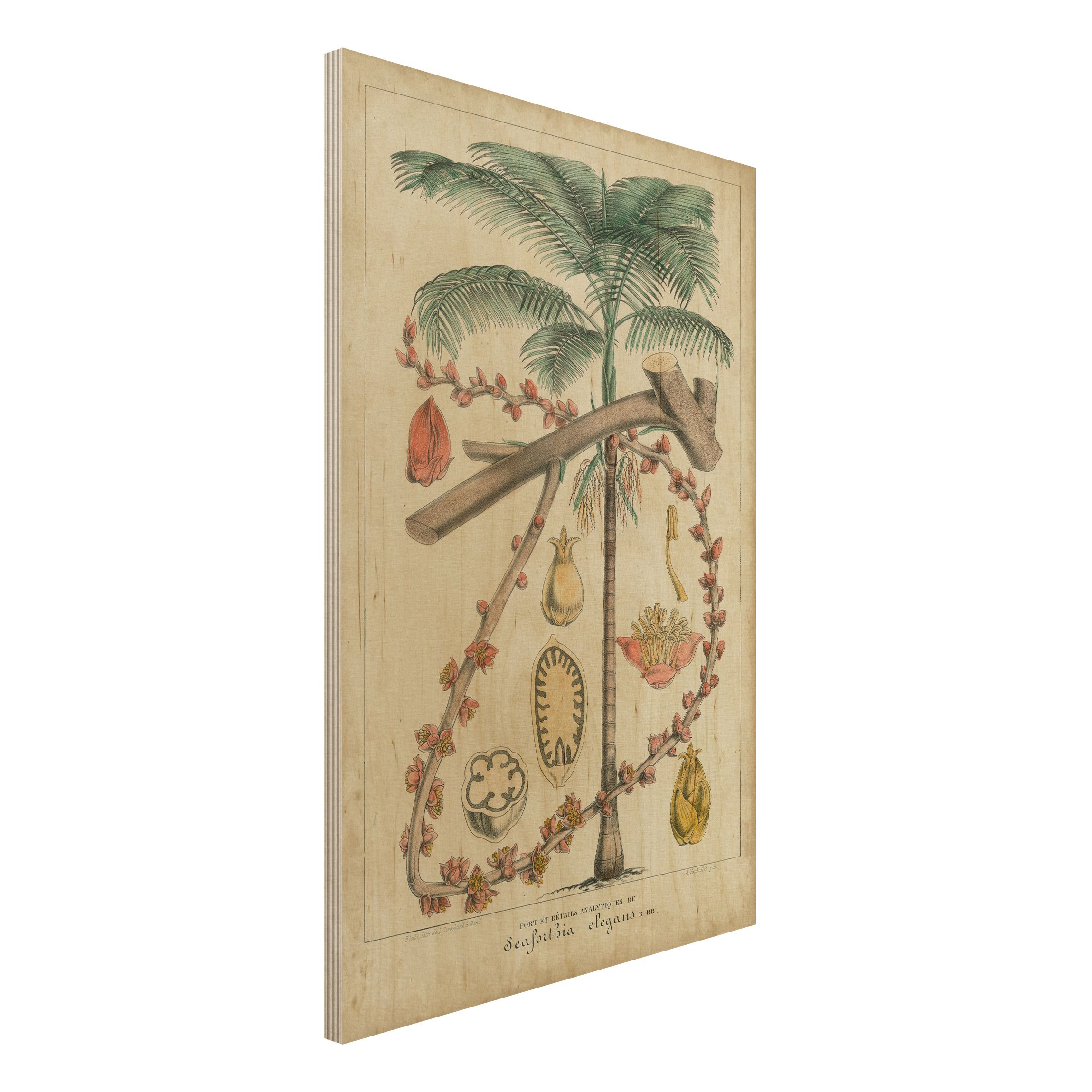 Holzbild Vintage Lehrtafel Exotische palmen II