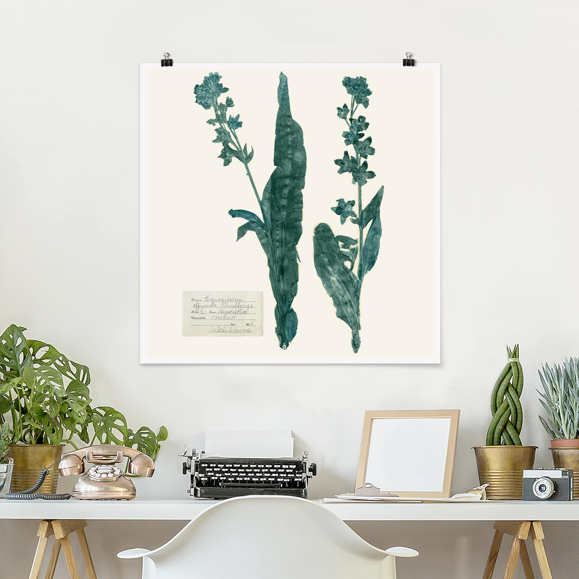 Poster - Quadrat Gepresste Blumen - Hundszunge