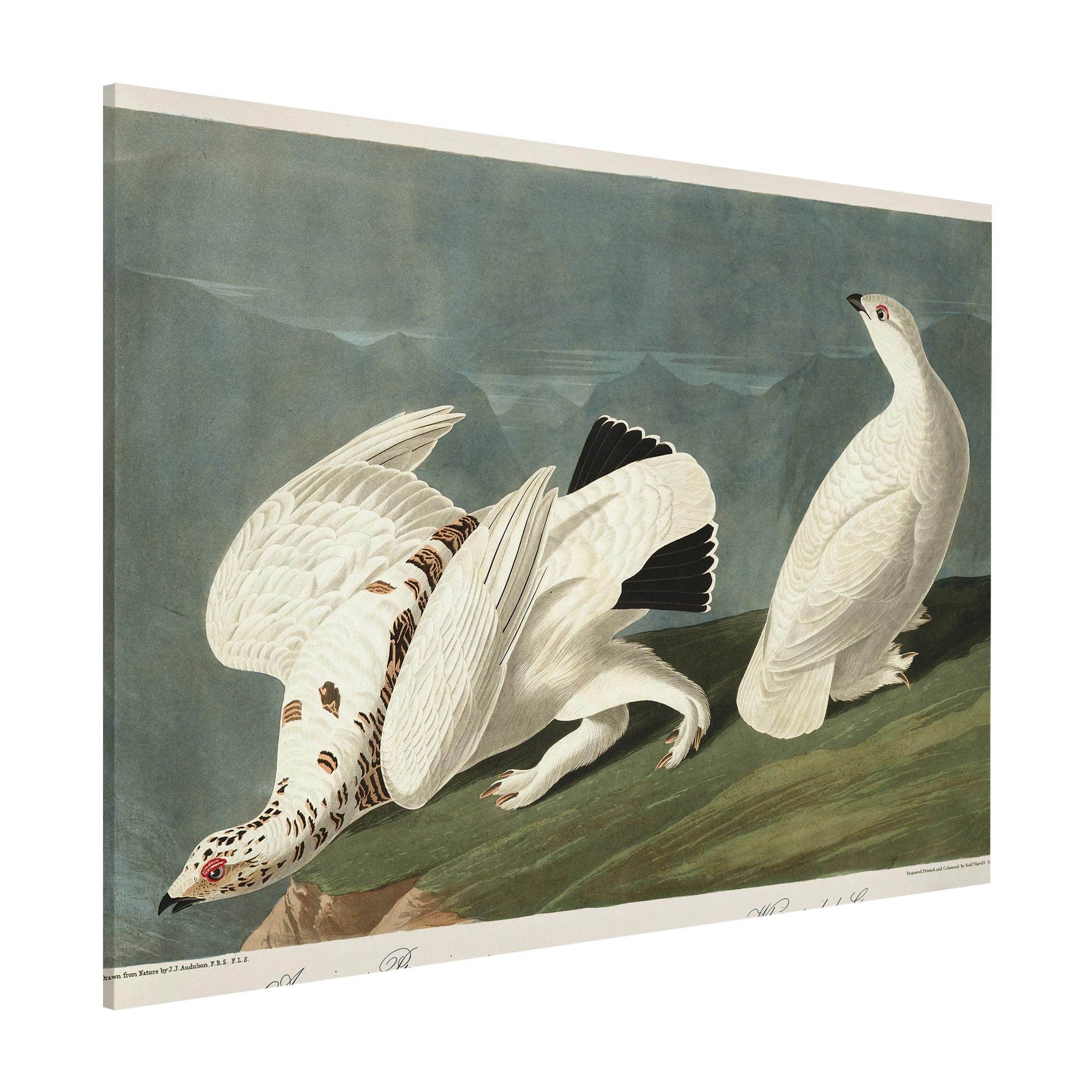 Magnettafel - Querformat 4:3 Vintage Lehrtafel Moorschneehuhn