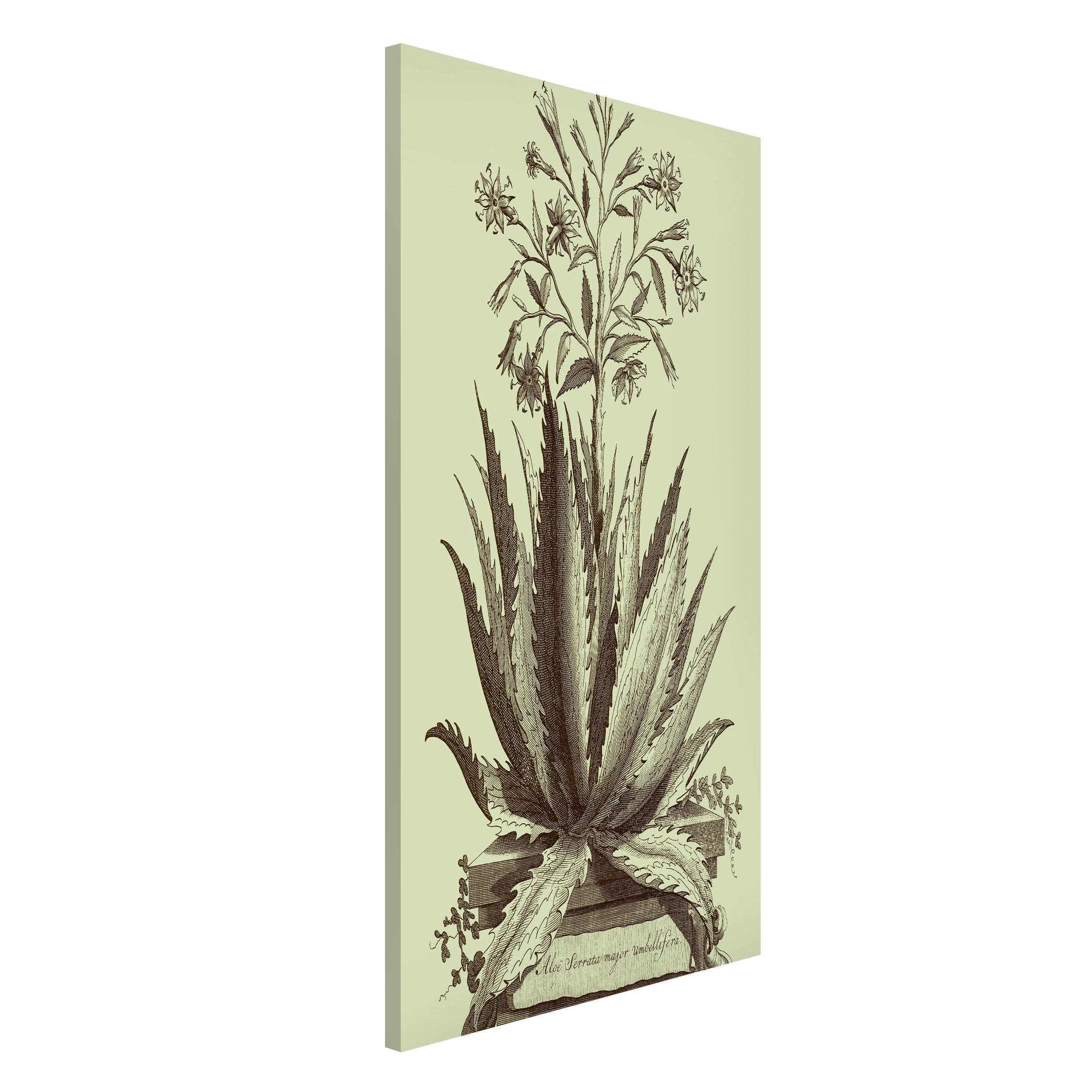 Magnettafel - Hochformat 3:4 Vintage Aloe Serrata