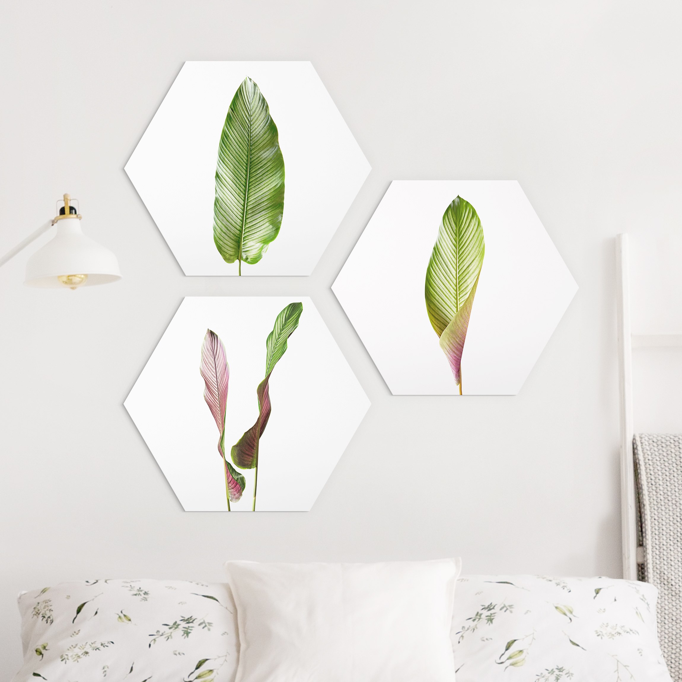 3-teiliges Hexagon-Alu-Dibond Bild Große Blätter Calathea-ornata