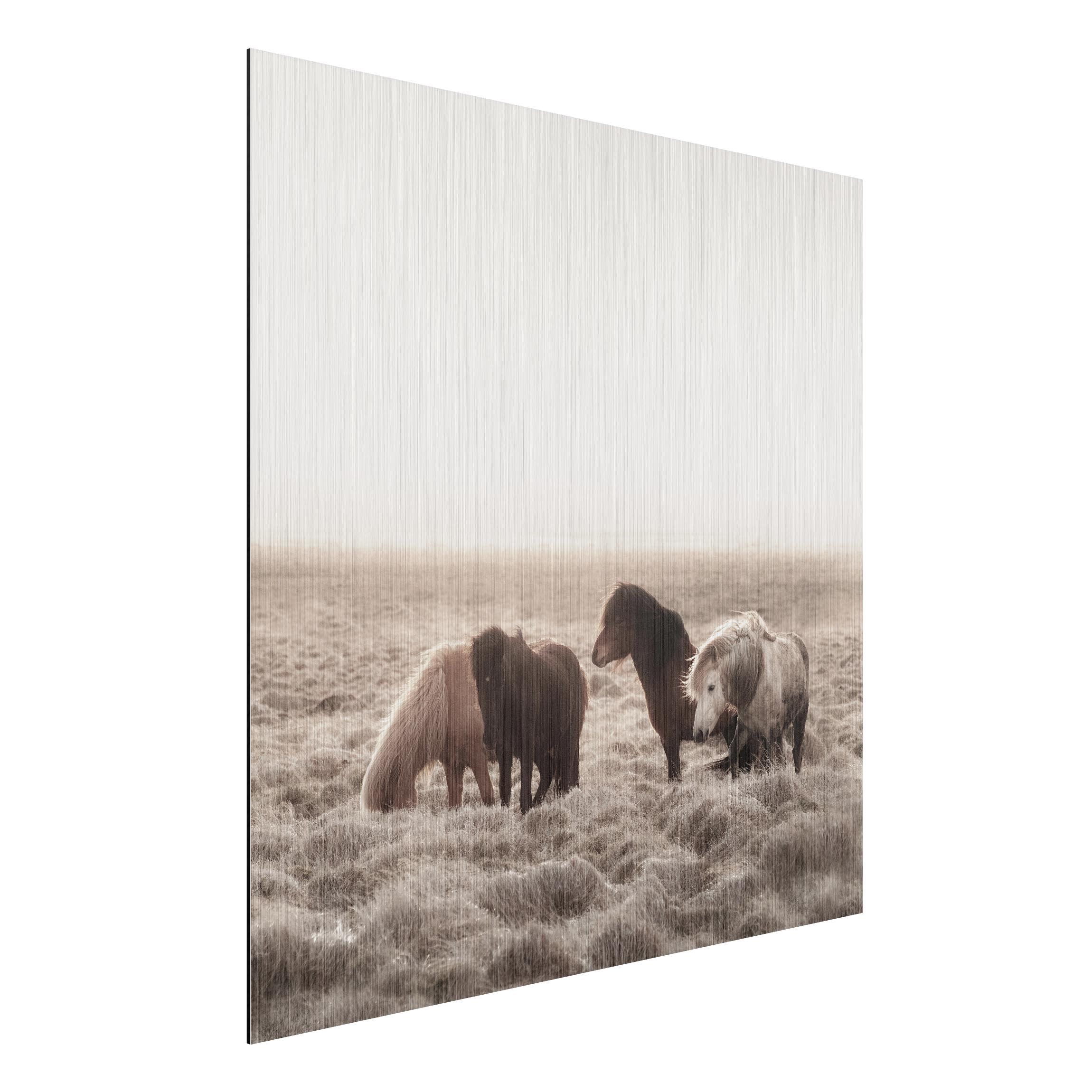 Alu-Dibond Outdoor Bild Island Wildpferde