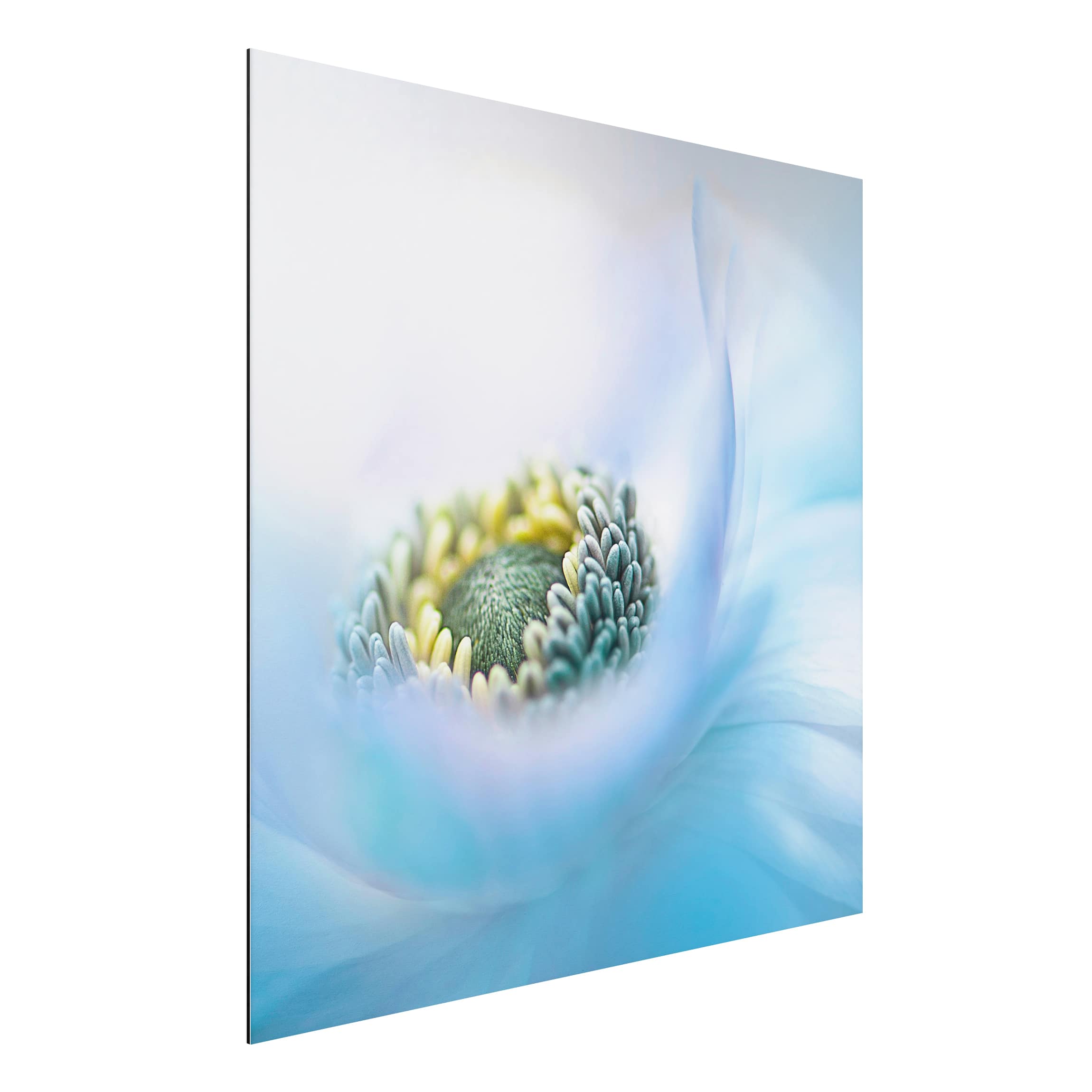 Alu-Dibond Outdoor Bild Anemone auf dem Fluss