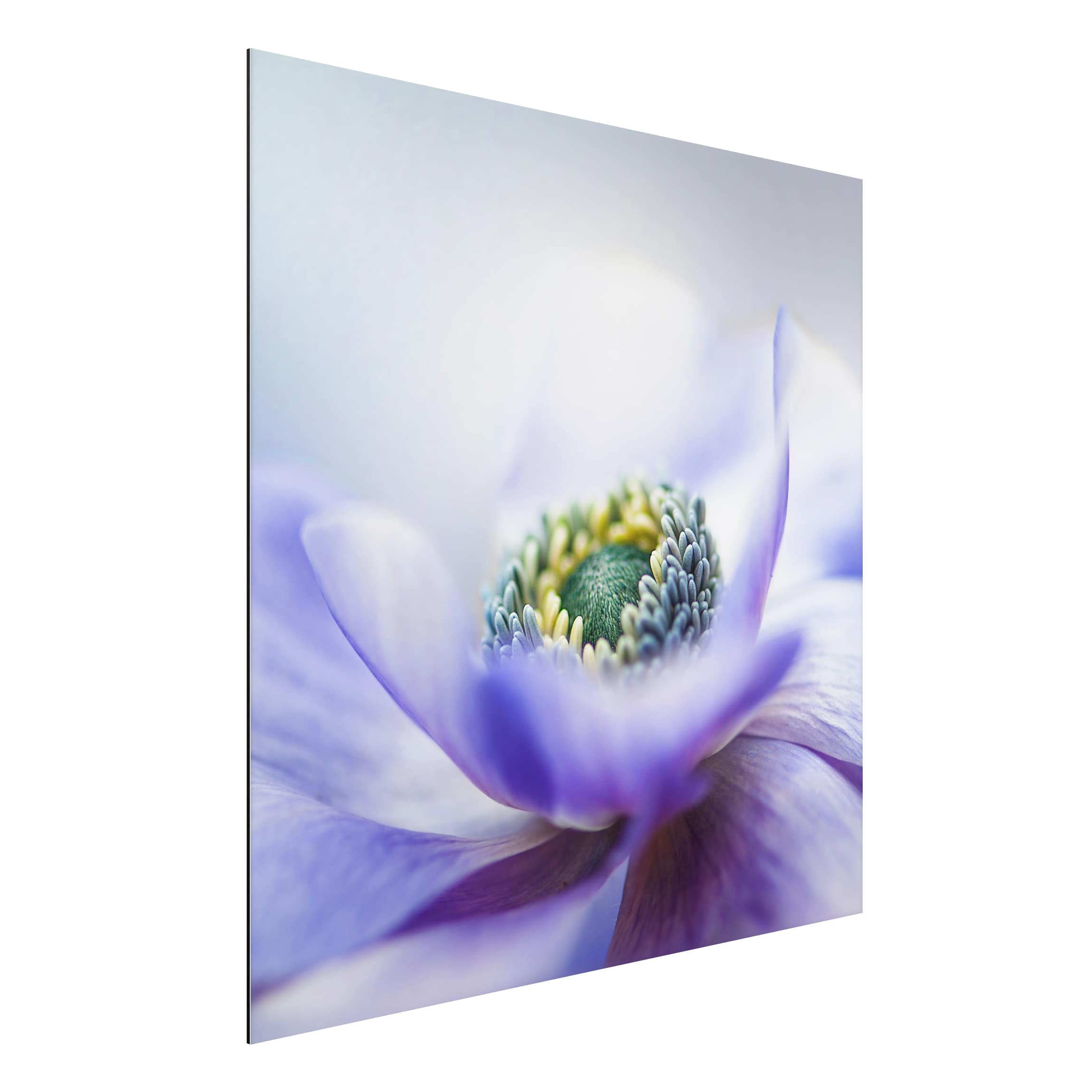 Alu-Dibond Outdoor Bild Anemone De Caen