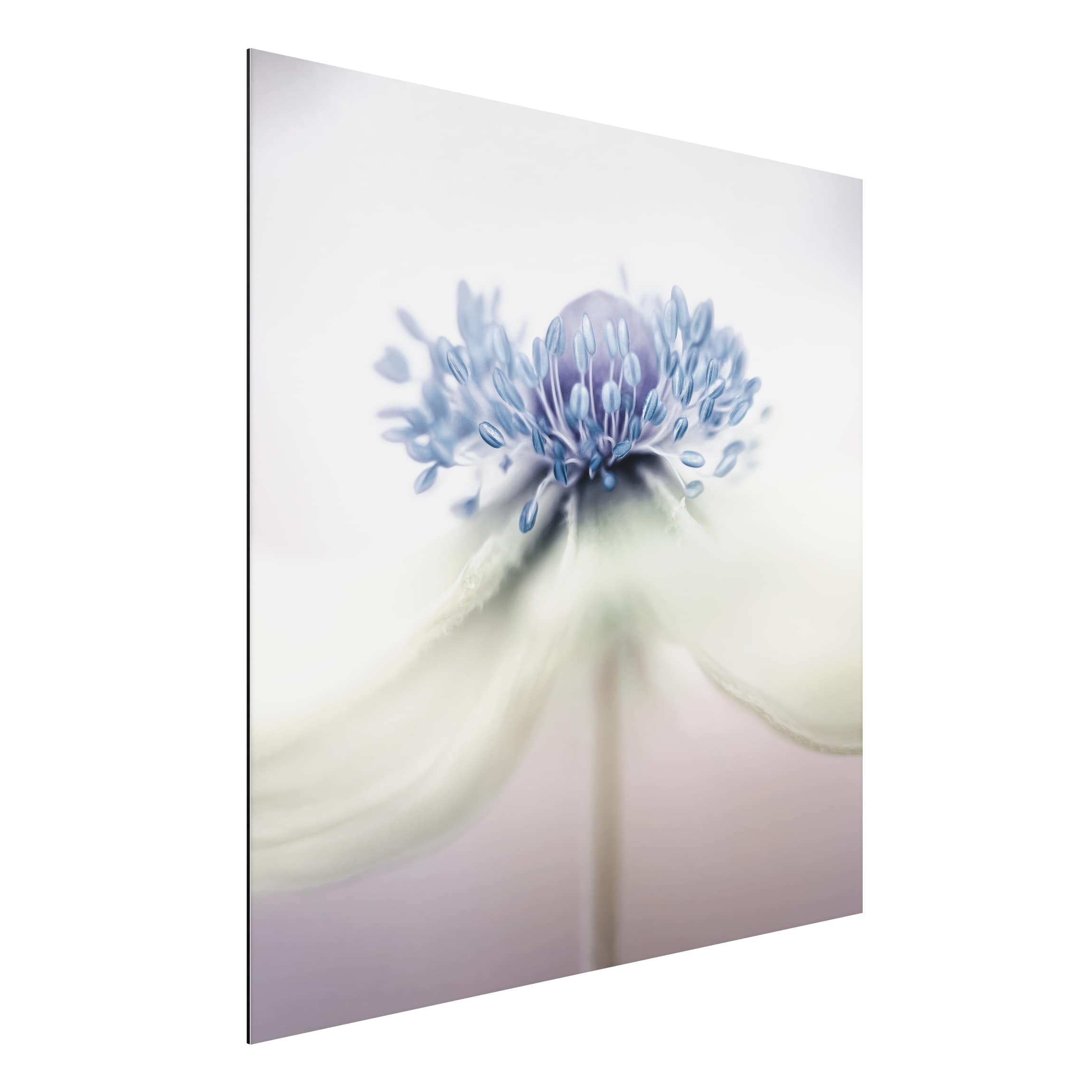 Alu-Dibond Outdoor Bild Anemone in Violett