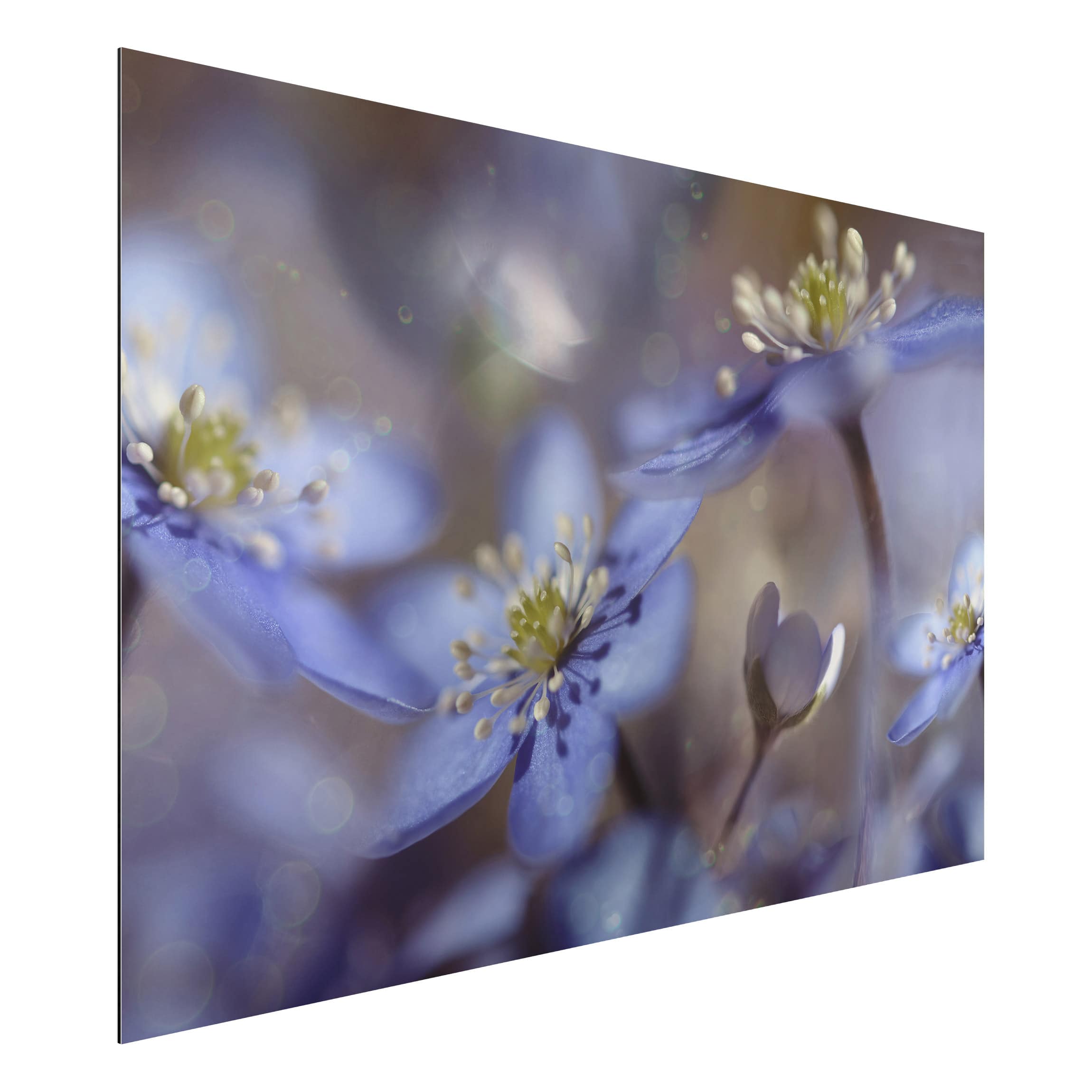 Alu-Dibond Outdoor Bild Anemonen in Blau