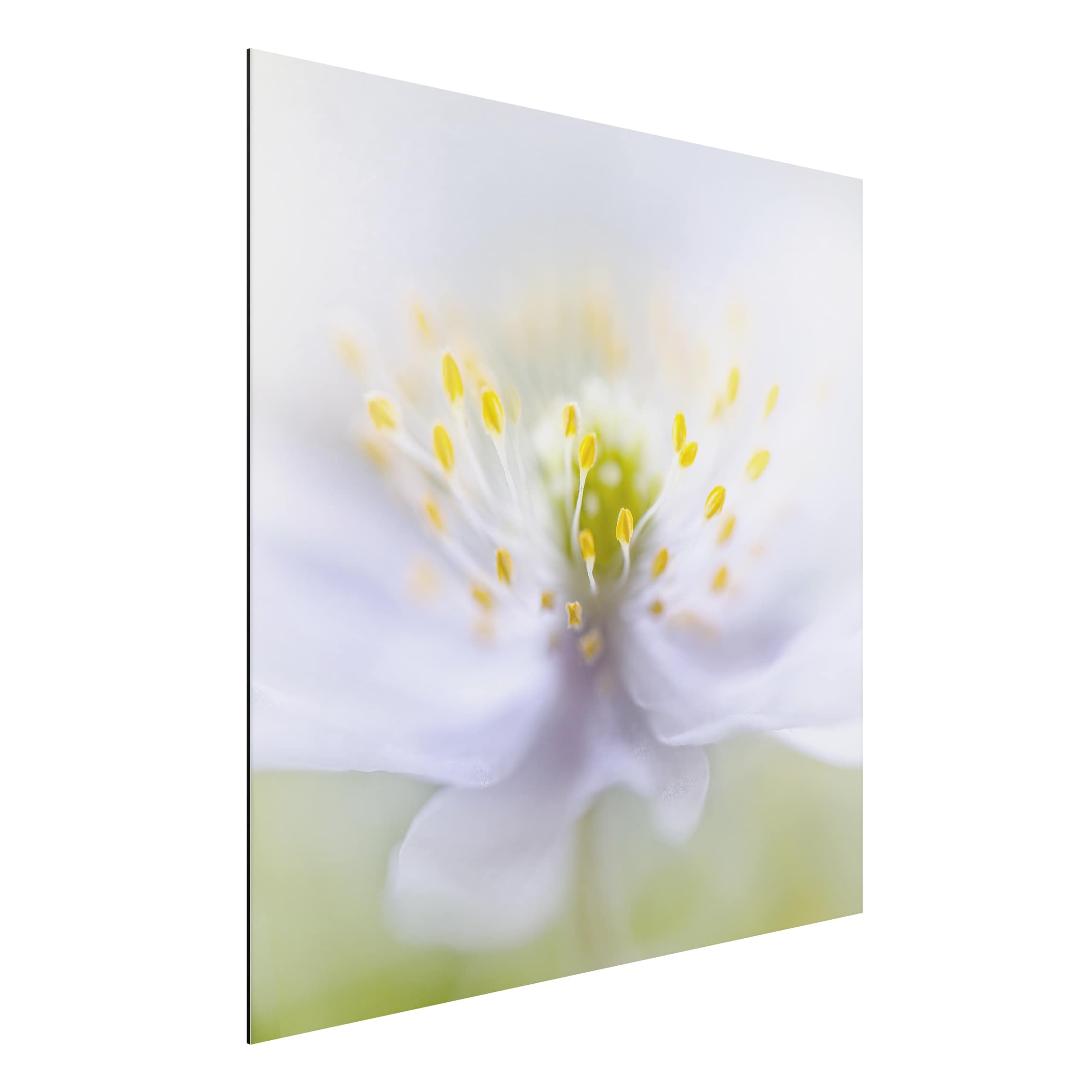 Alu-Dibond Outdoor Bild Anemonen Schönheit