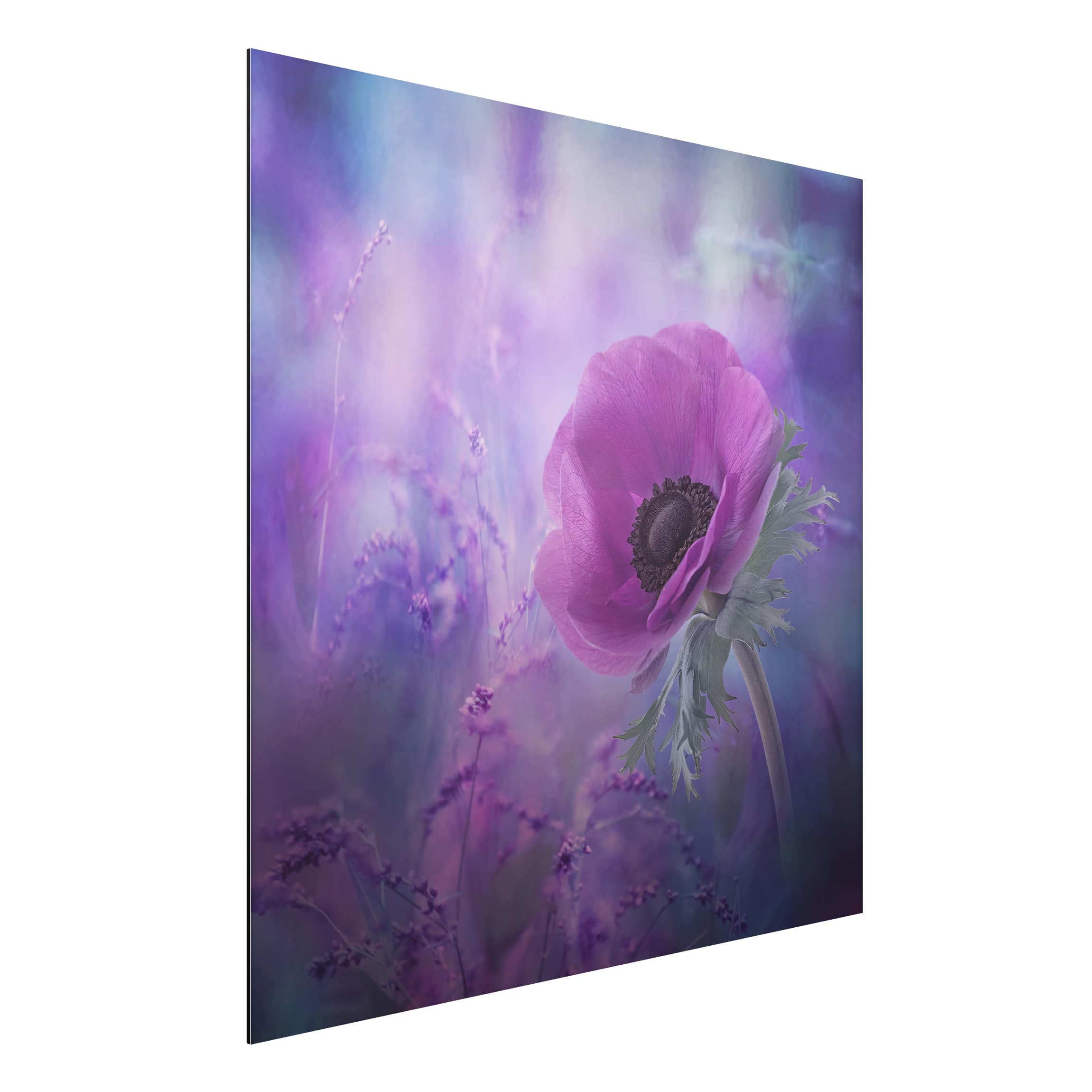 Alu-Dibond Outdoor Bild Anemonenblüte in Violett