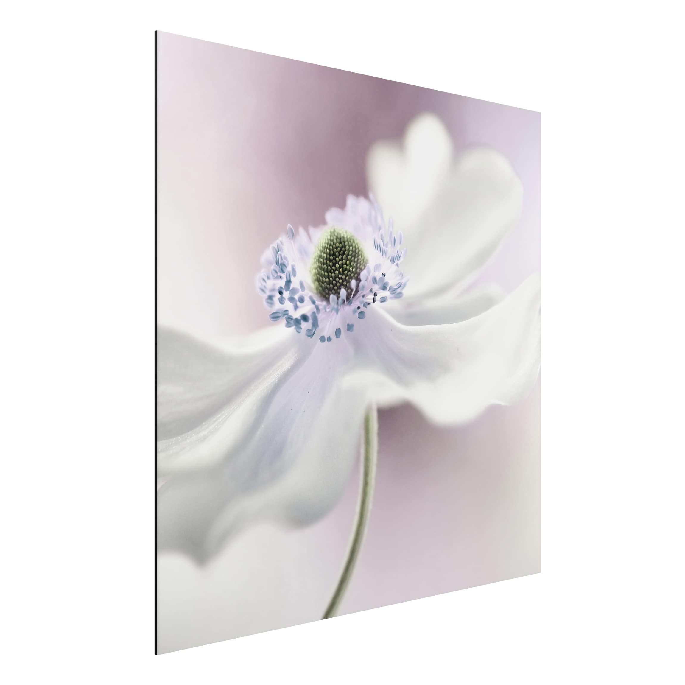 Alu-Dibond Outdoor Bild Anemonenbrise