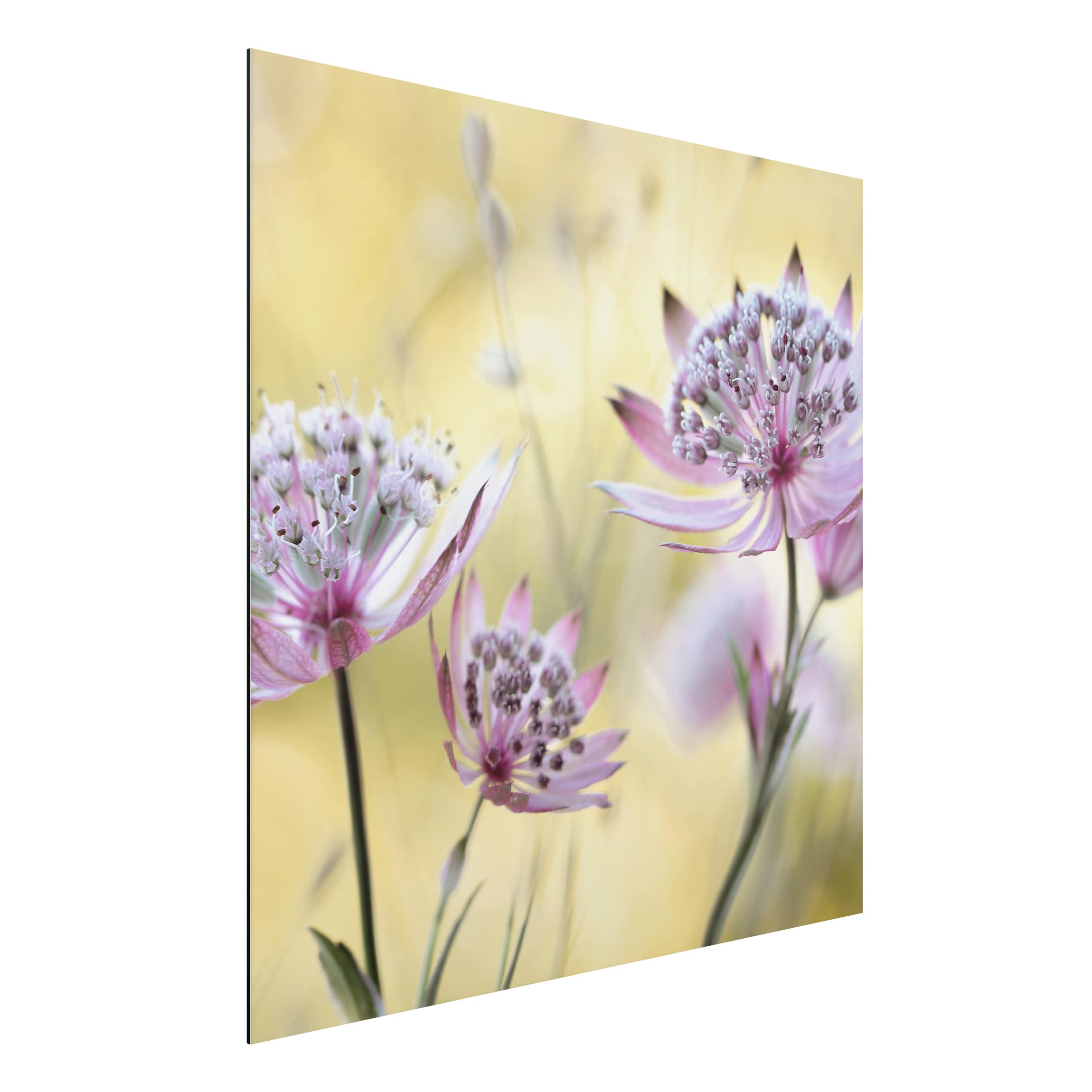 Alu-Dibond Outdoor Bild Astrantia Major